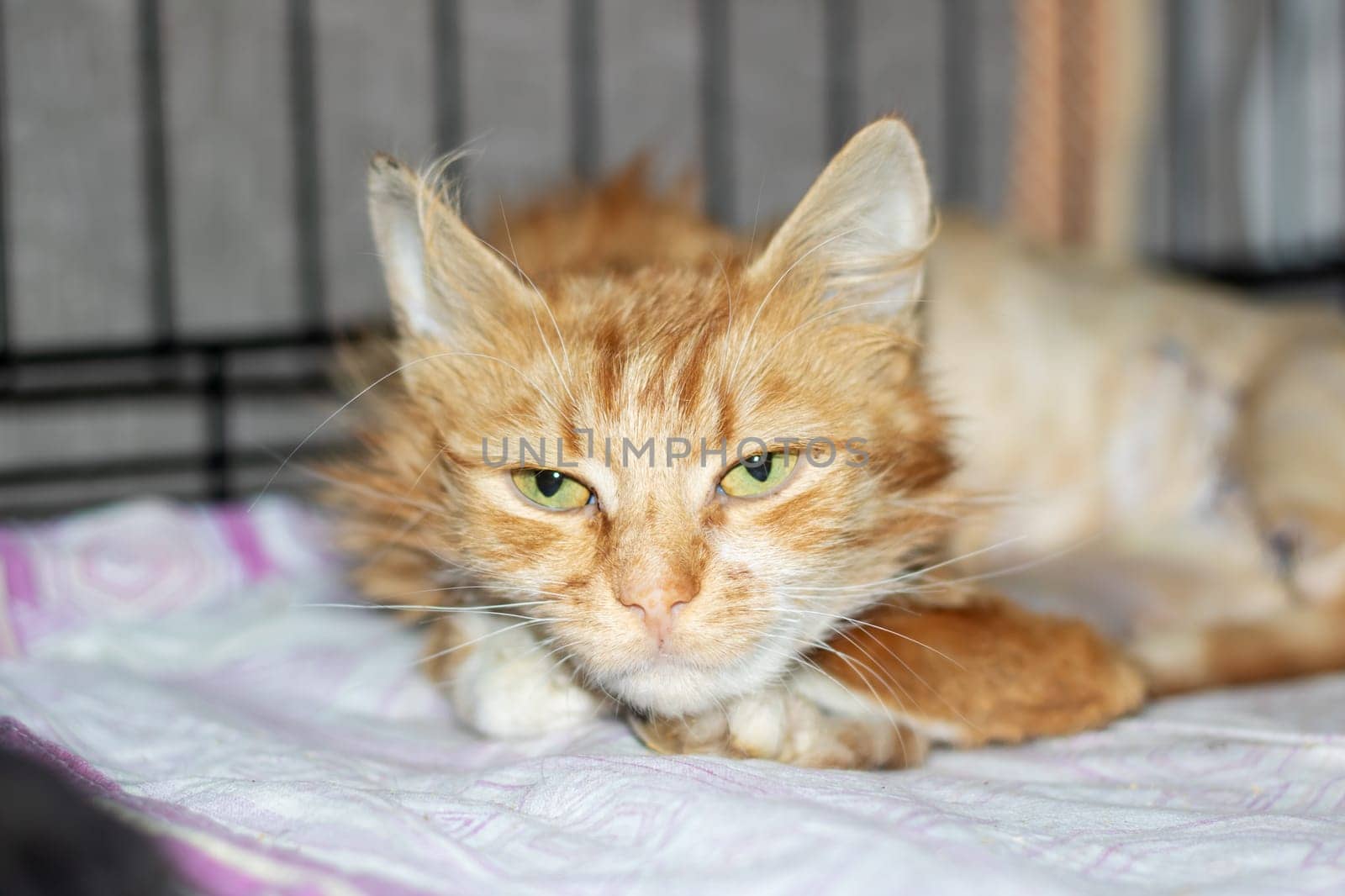 A closeup of a domestic shorthaired cat with fawn fur laying on a bed. The small to mediumsized felidae has whiskers and a snout typical of carnivorous terrestrial animals