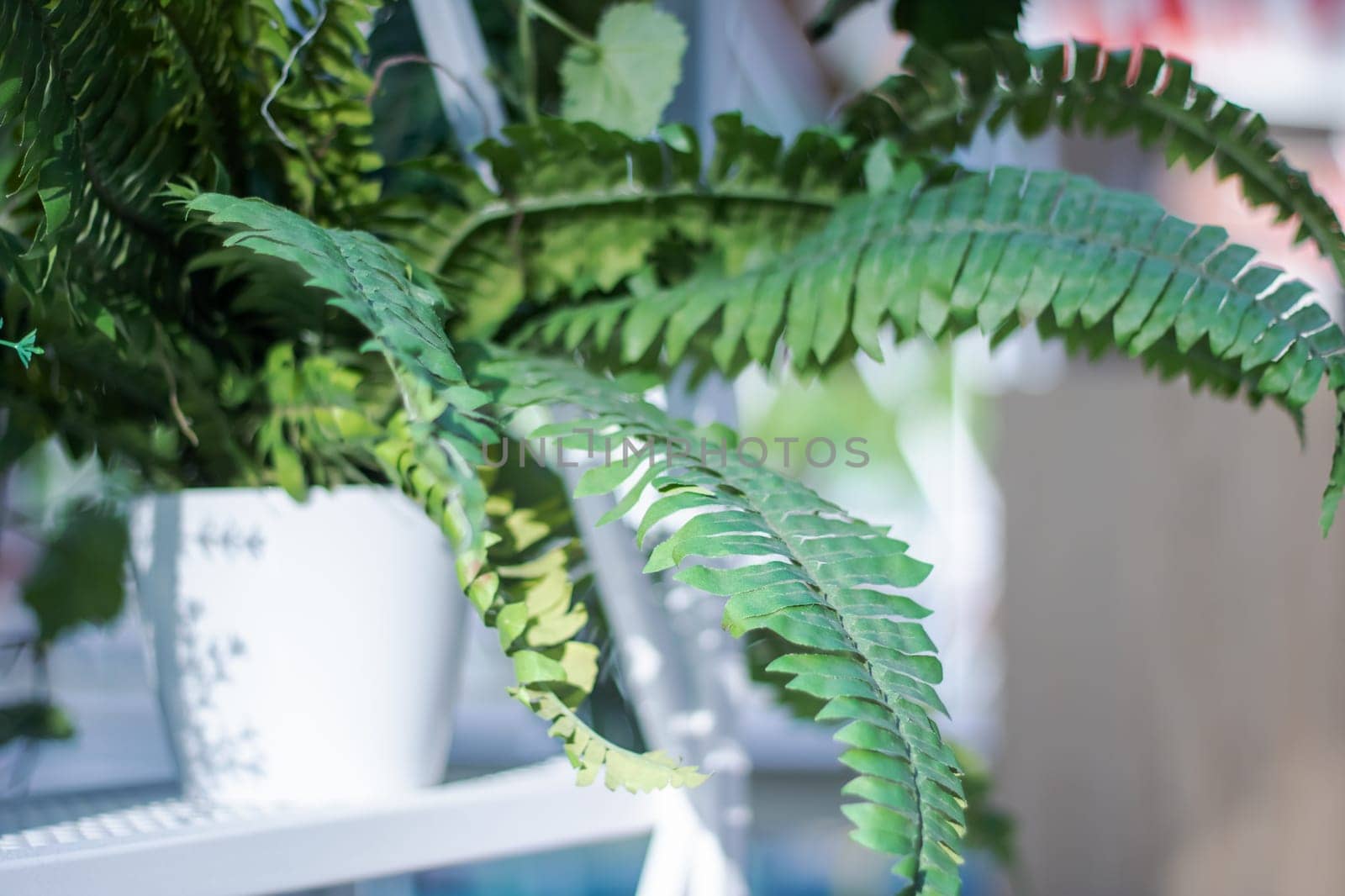 A closeup of a fern, a terrestrial plant, on a white shelf. This houseplant adds a touch of nature to urban design, showcasing its delicate twig and intricate foliage
