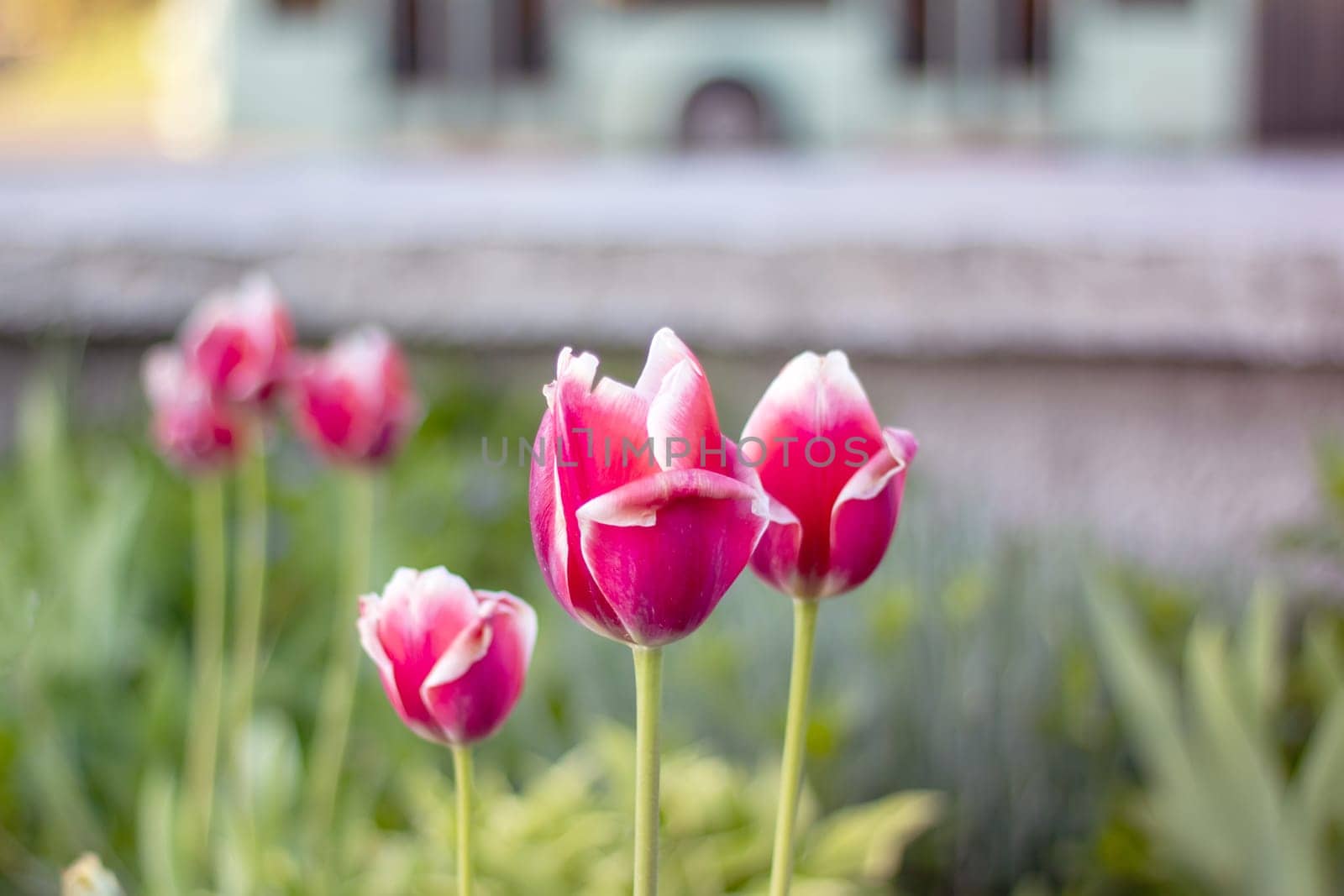 A closeup shot capturing the beauty of a pink and white tulip blooming in a garden, adding a burst of color to the natural landscape