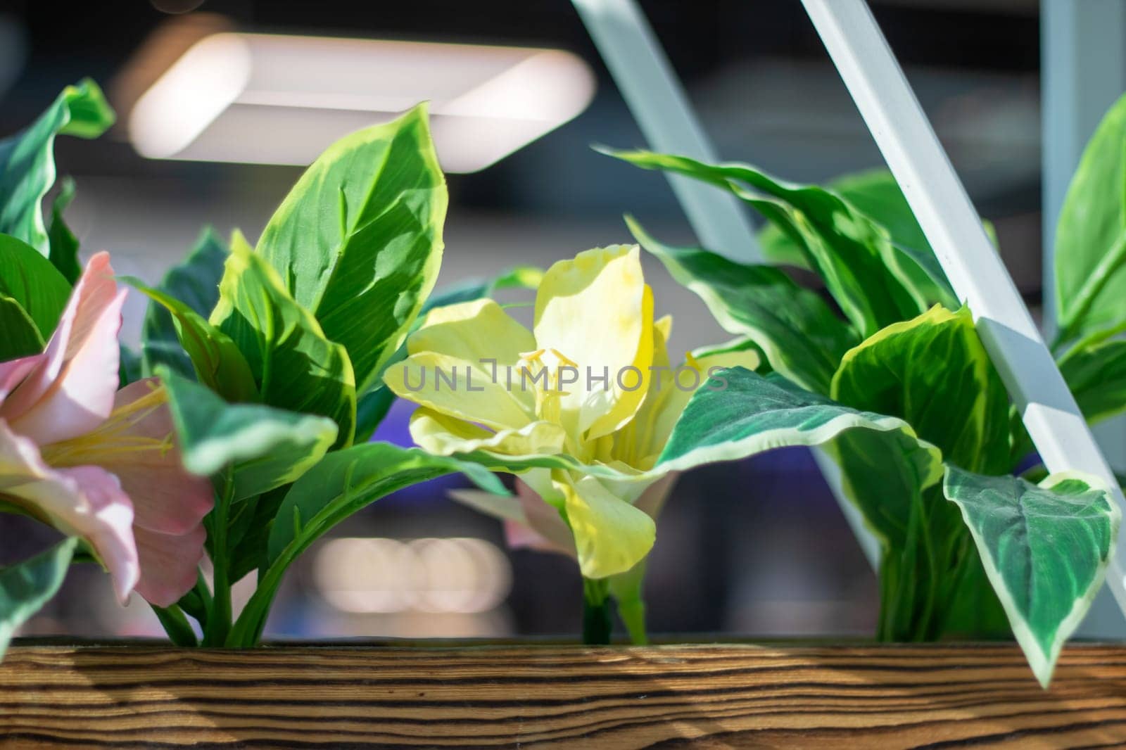 A bright yellow flower sits among lush green leaves in a wooden flowerpot, creating a beautiful contrast of colors and textures in this houseplant arrangement