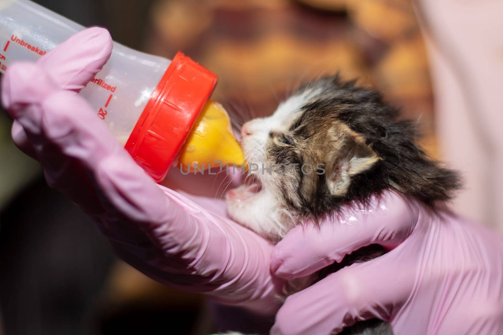 A person clad in pink gloves is bottlefeeding a tiny kitten, a member of the Felidae family, showcasing a nurturing gesture towards the small carnivorous vertebrate with whiskers and a snout