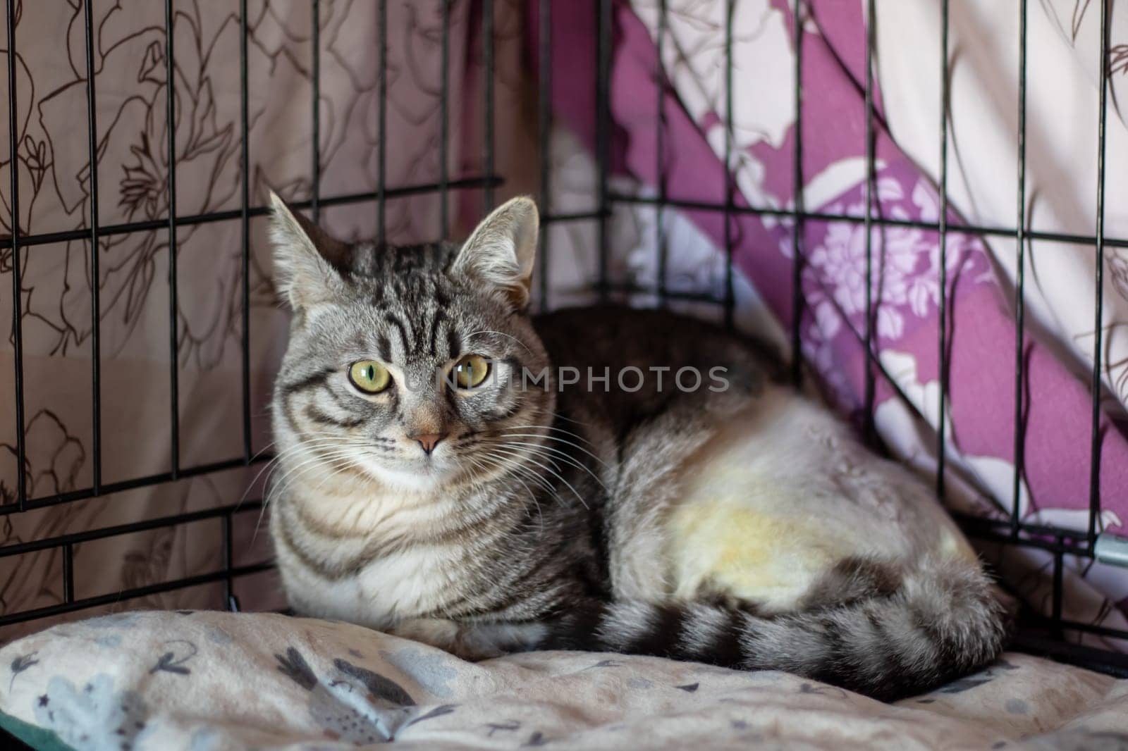 A small to mediumsized Felidae, a carnivorous terrestrial animal with whiskers, is resting inside a cage, gazing at the camera through the mesh fence