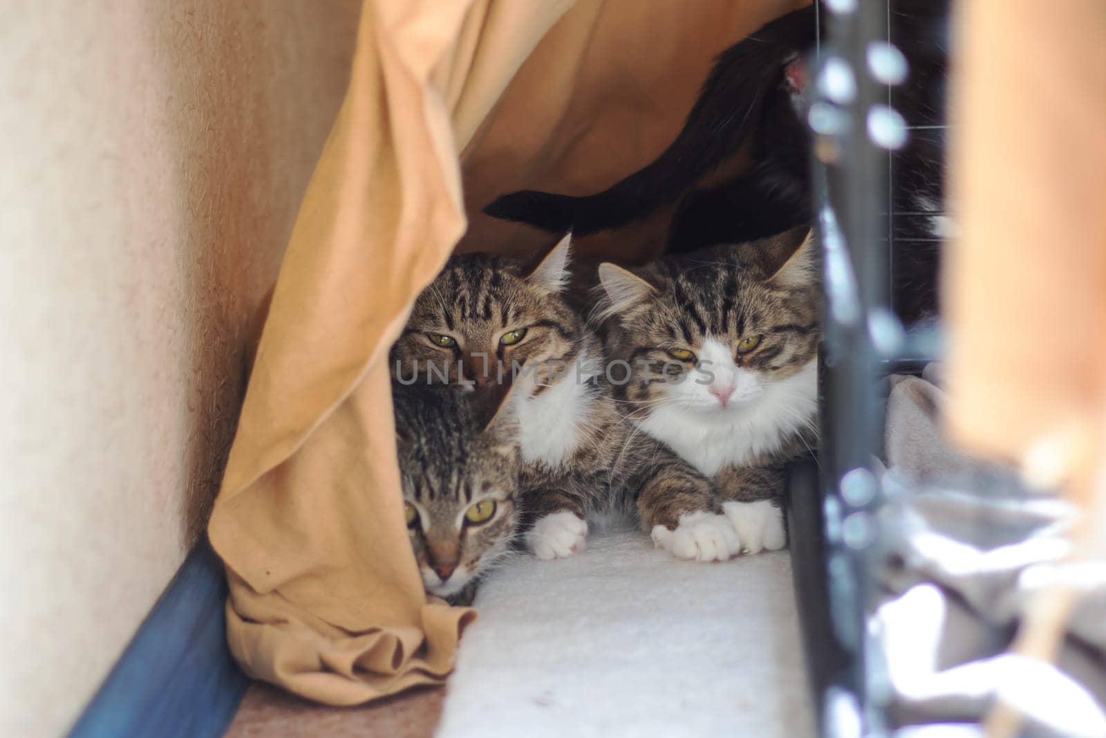 Three Felidae, small to mediumsized cats with whiskers and fur, are sitting in a cage, staring at the camera. One is a domestic shorthaired cat. The cage has a door and is placed next to a tree