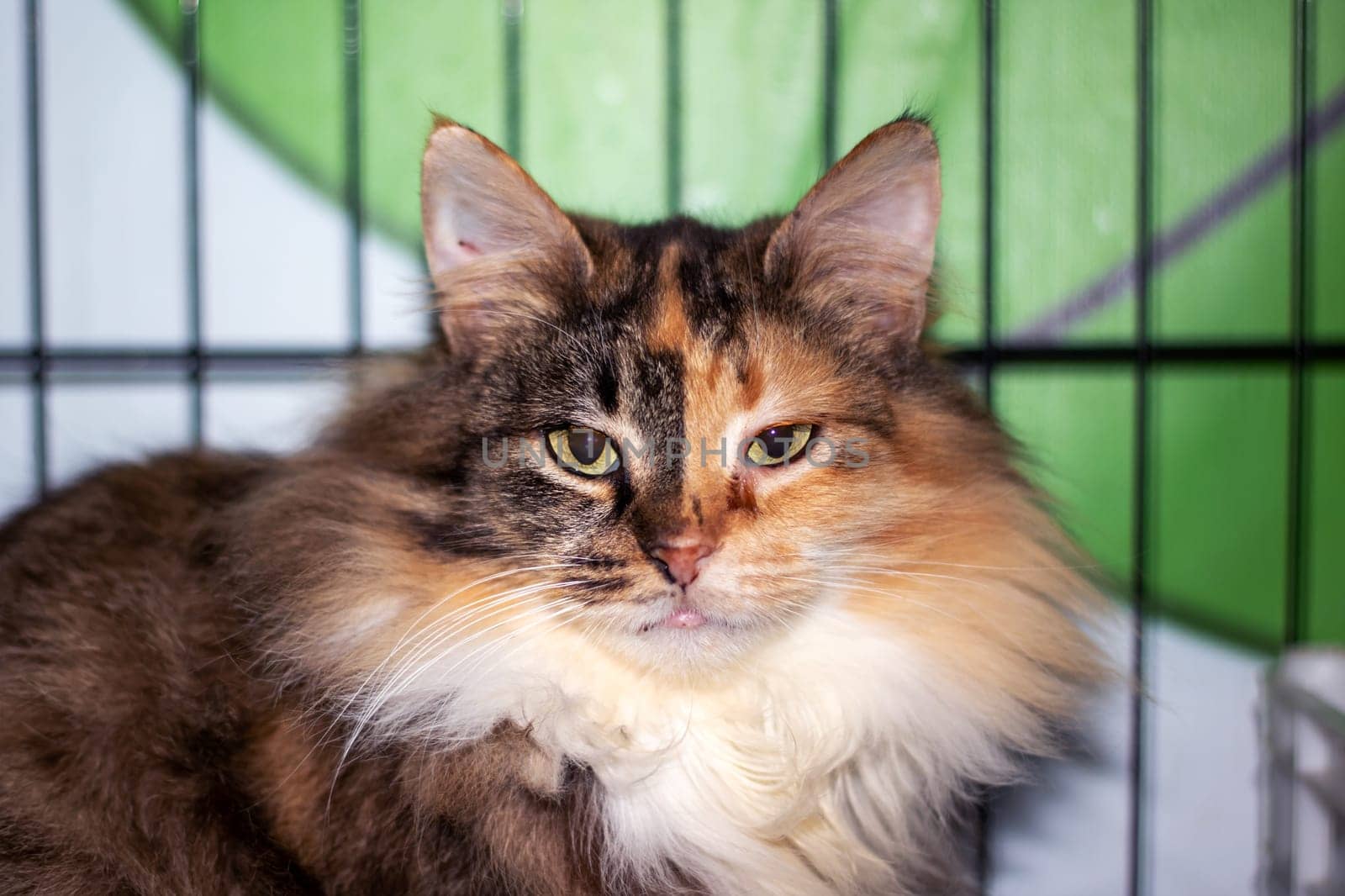 A closeup of a domestic cats face with yellow eyes, showcasing its whiskers, snout, and fur. This small to mediumsized member of the Felidae family is a carnivorous terrestrial animal