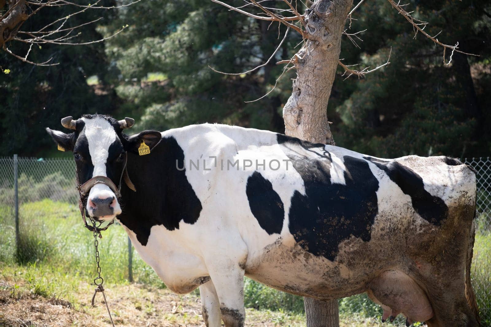 cows graze on a green field in sunny weather. HQ