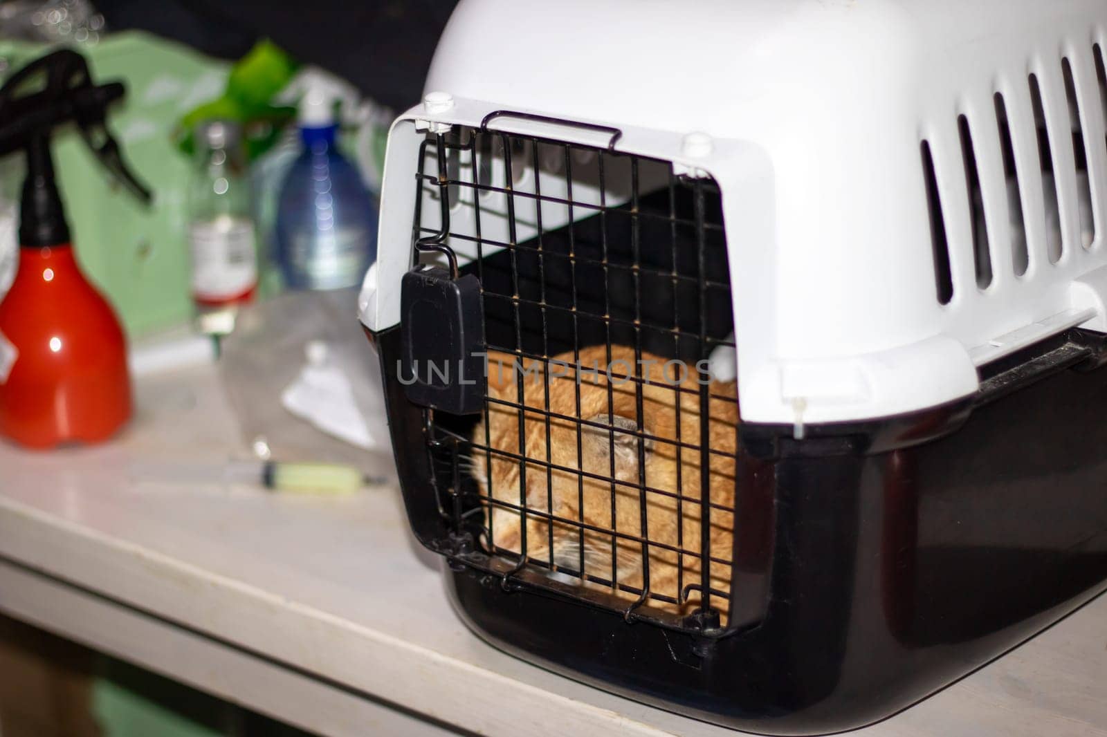 A carnivorous orange cat is peacefully sleeping in a black and white metal cage in an animal shelter. The cage resembles an automotive grille with a hood design, creating a cozy space for the cat