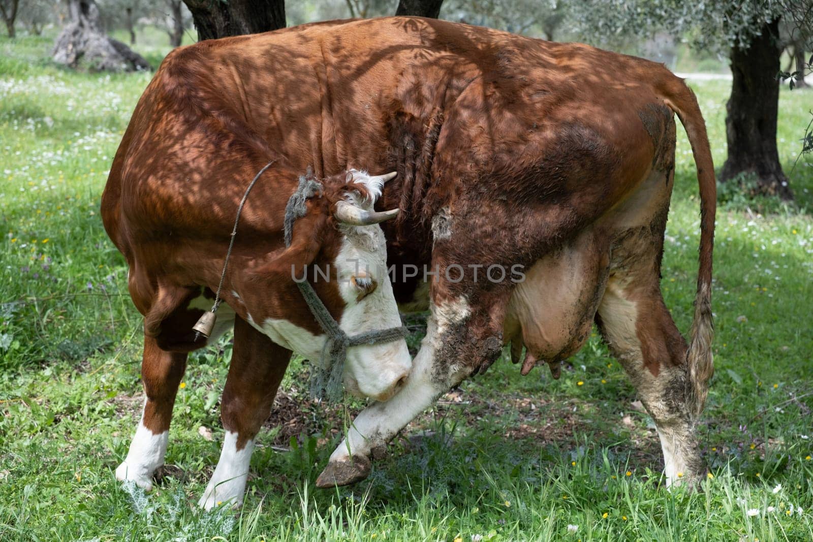 cows graze on a green field in sunny weather. HQ