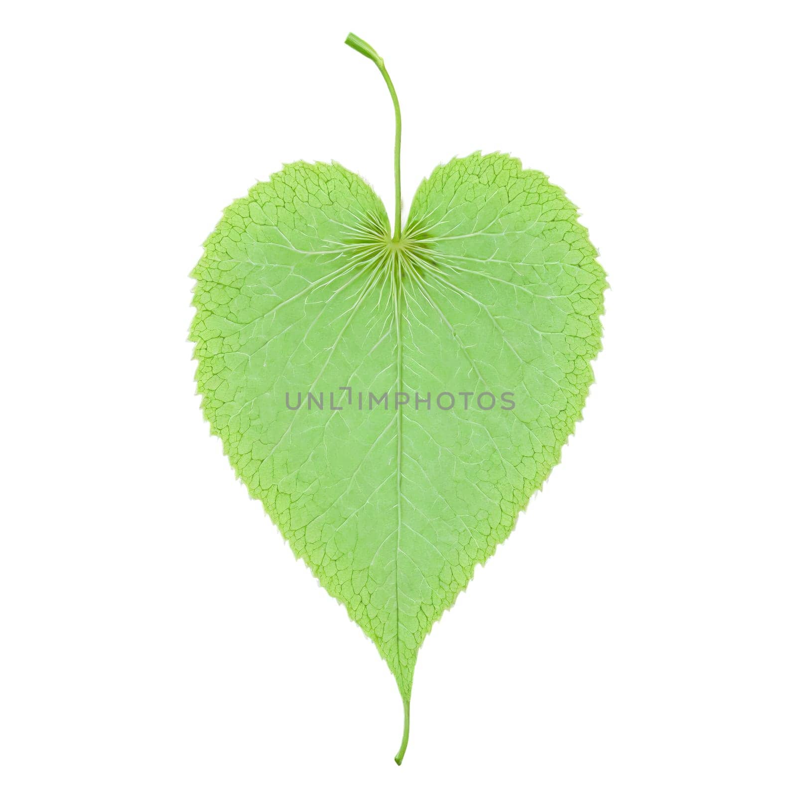Linden Leaf heart shaped pale green leaf with serrated edges fluttering softly Tilia cordata Final by panophotograph