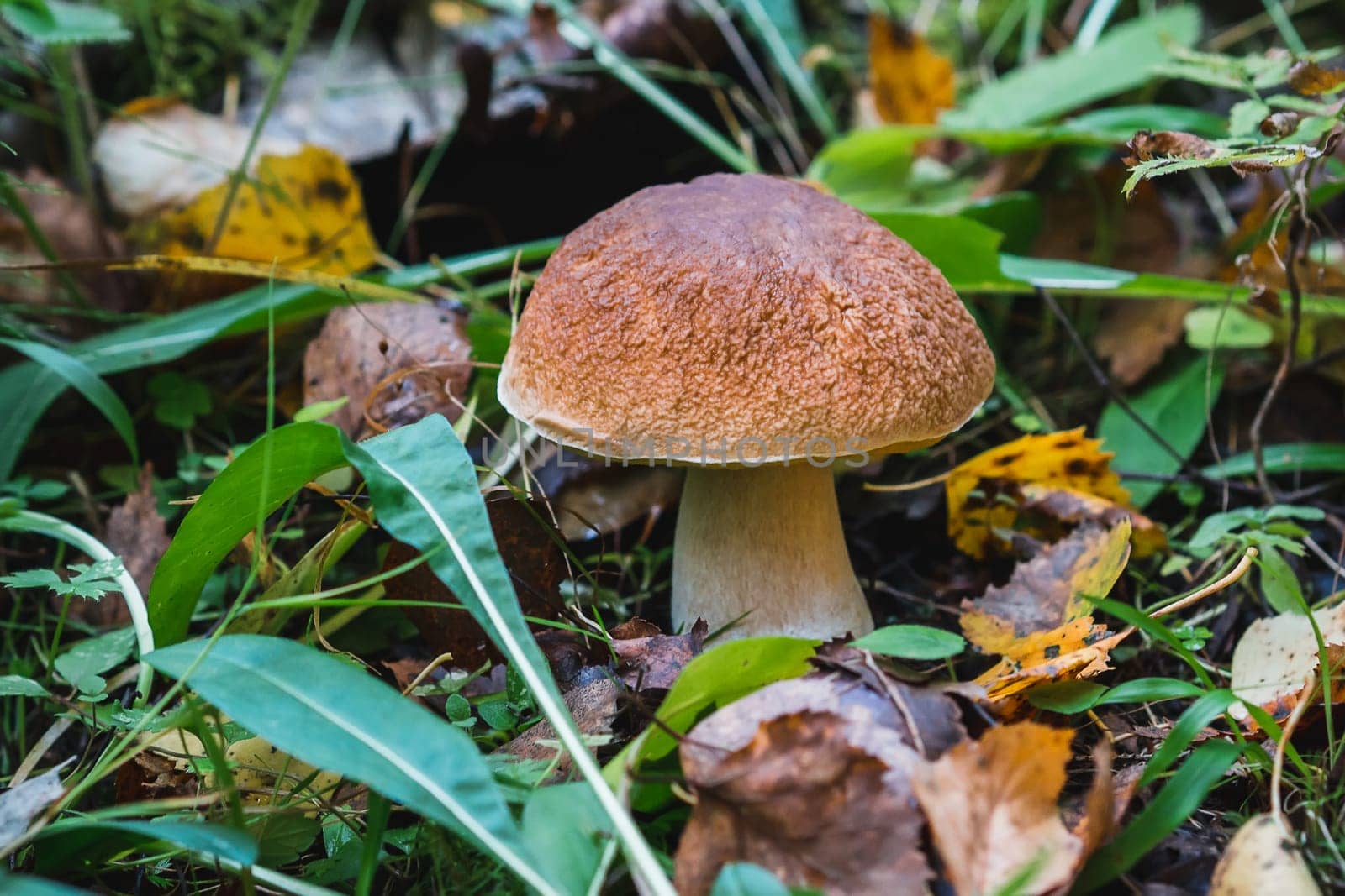 porcini autumn in the forest. Mushroom in foliage close up
