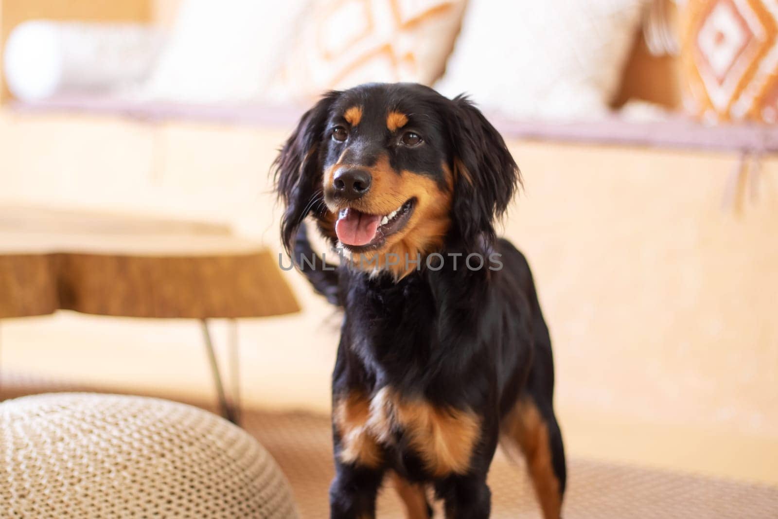 A large black and brown dog from the Sporting Group with its mouth open. This carnivorous companion dog has a long snout, whiskers, and a thick fur coat. Belongs to the Canidae family