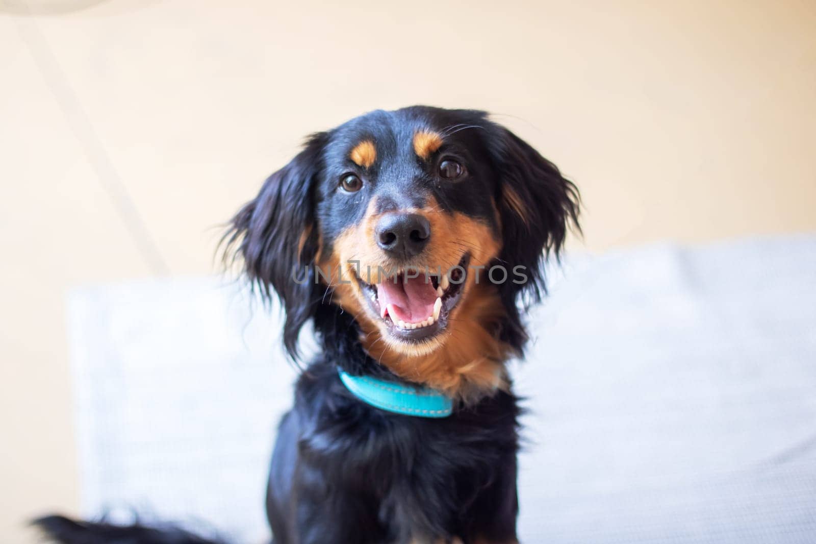 A large black and brown dog from the Sporting Group with its mouth open. This carnivorous companion dog has a long snout, whiskers, and a thick fur coat. Belongs to the Canidae family