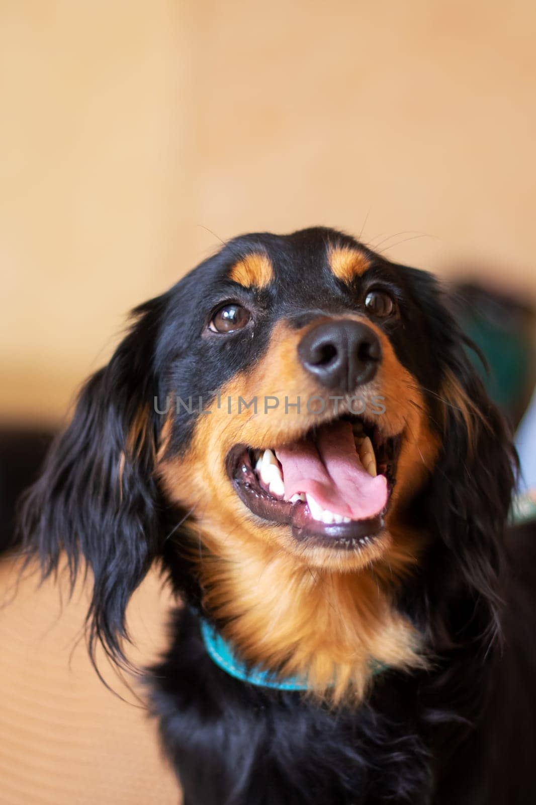 A large black and brown dog from the Sporting Group with its mouth open. This carnivorous companion dog has a long snout, whiskers, and a thick fur coat. Belongs to the Canidae family