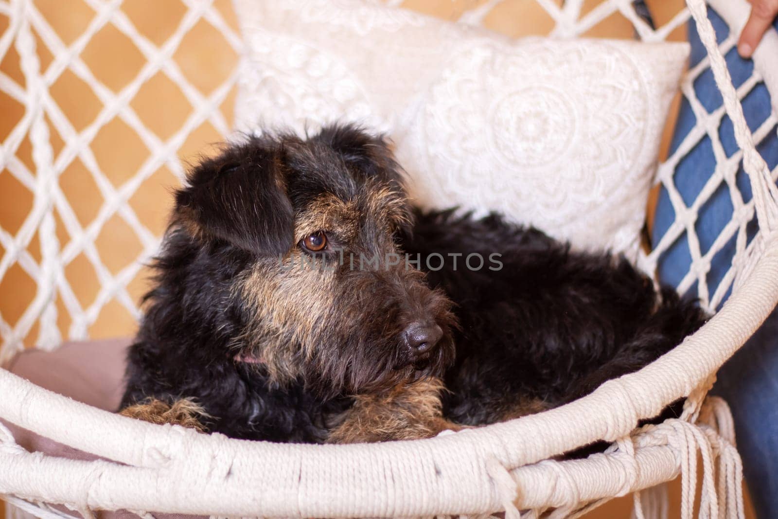 A small black Fawn Terrier dog from the Sporting Group is lounging in a mesh hammock