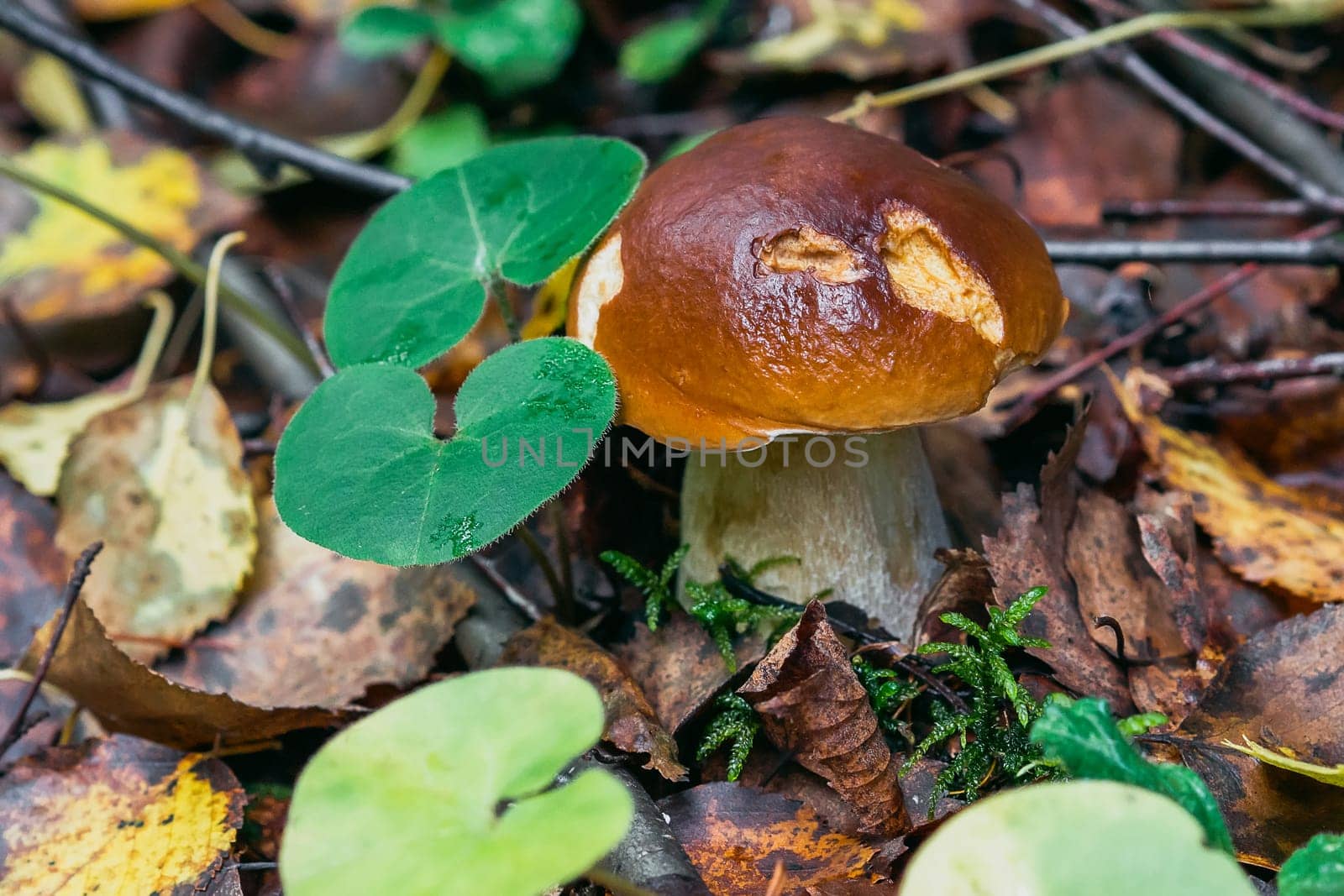 Mushroom boletus growing in the forest in autumn. Porcini among the leaves