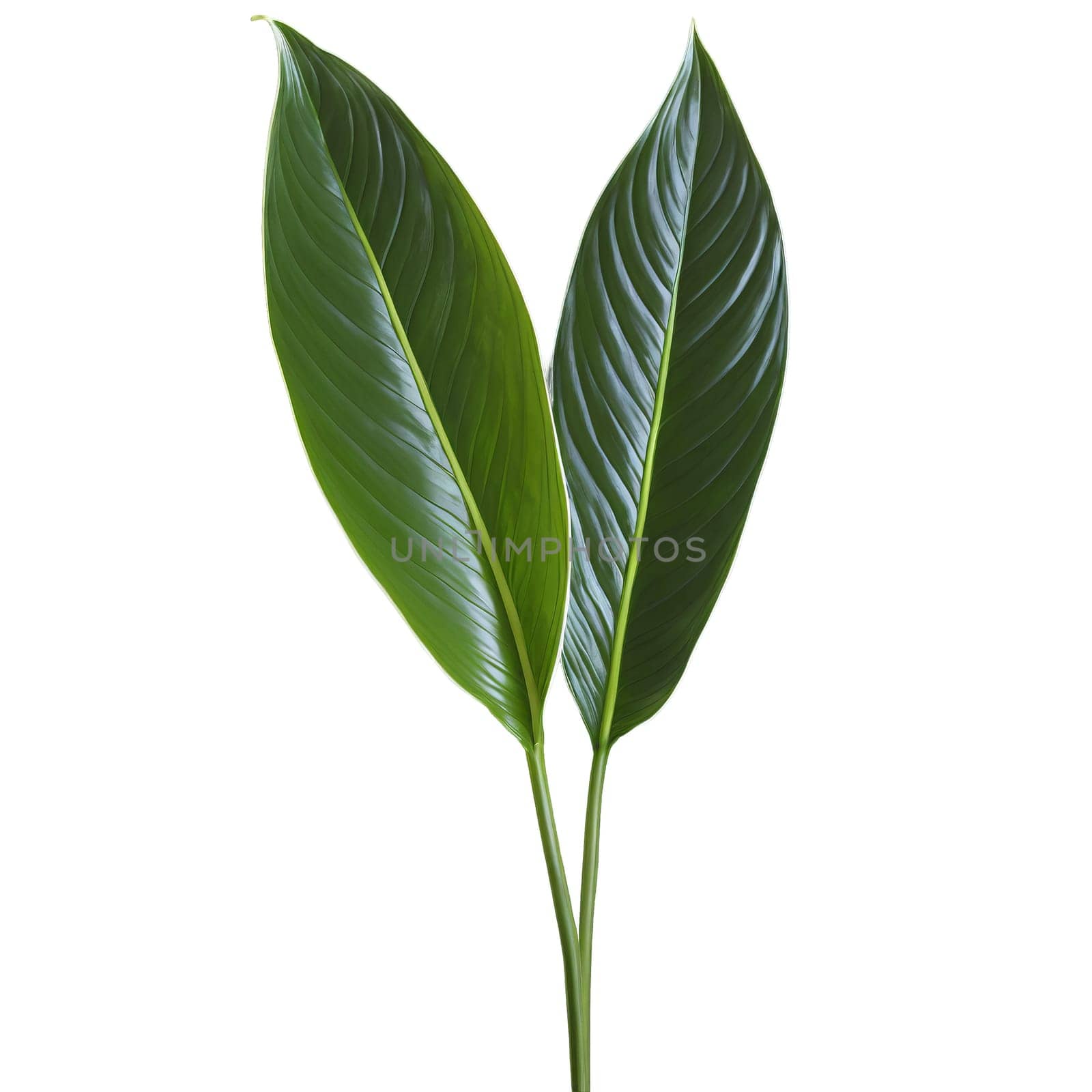 Plants leaf isolated on transparent background