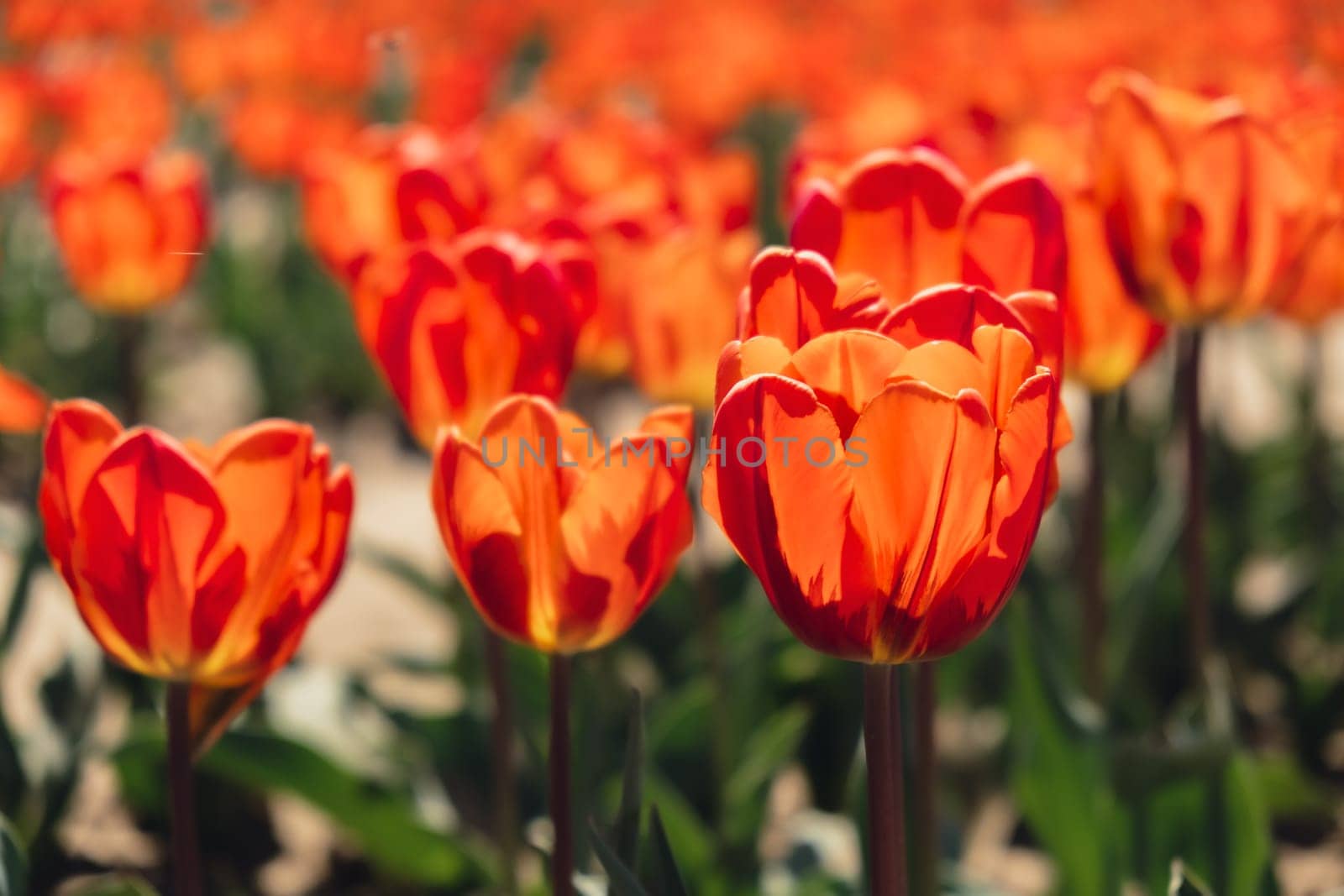 Tulip flowers blooming in the garden field landscape. Stripped tulips growing in flourish meadow sunny day Keukenhof. Beautiful spring garden with many red tulips outdoors. Blooming floral park in sunrise light. Natural floral pattern blowing in wind in spring