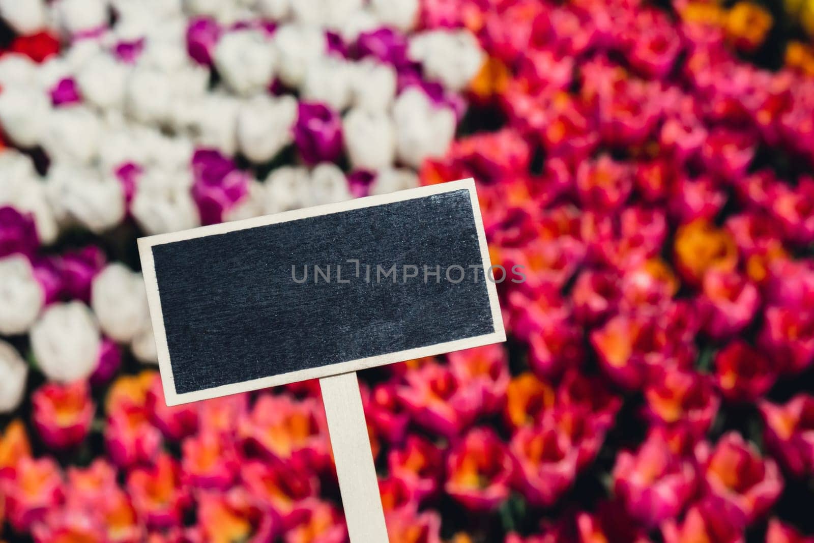 Empty blackboard with copy space for your text. Mockup template Blooming floral park in sunrise light. Colorful Tulip flowers blooming in the garden field landscape. Beautiful spring garden with many red tulips outdoors. Stripped tulips growing in flourish meadow sunny day Keukenhof. Natural floral pattern by anna_stasiia