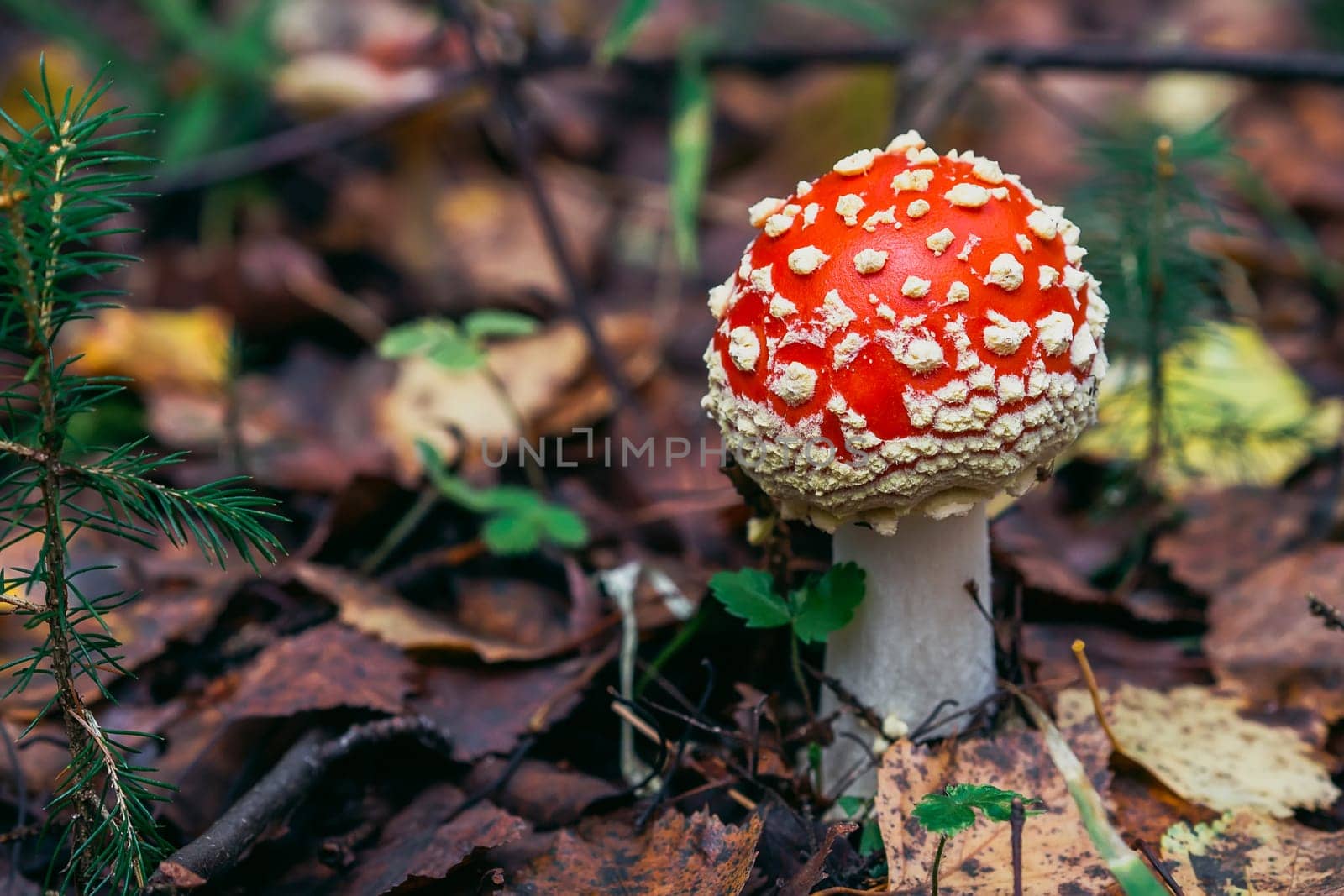 Amanita muscaria mushroom in the forest in autumn