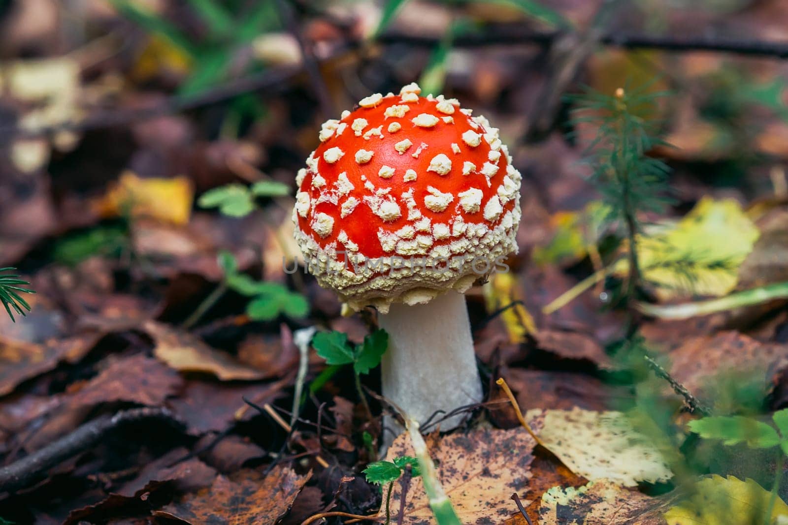red mushroom fly agaric poisonous and dangerous in the autumn forest