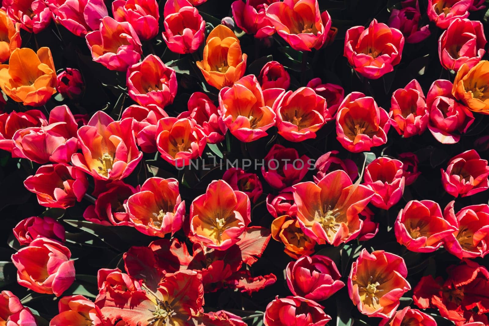 Pink Tulip flowers blooming in the garden field landscape. Beautiful spring garden with many red tulips outdoors. Blooming floral park in sunrise light. Stripped tulips growing in flourish meadow sunny day Keukenhof. Natural floral pattern blowing in wind in spring