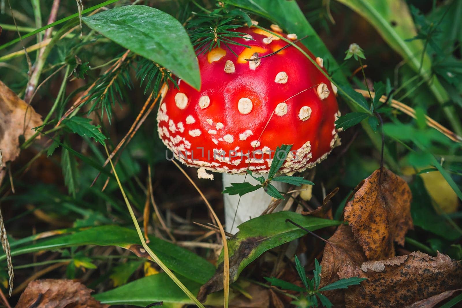 Mushroom fly agaric in the forest against the autumn foliage