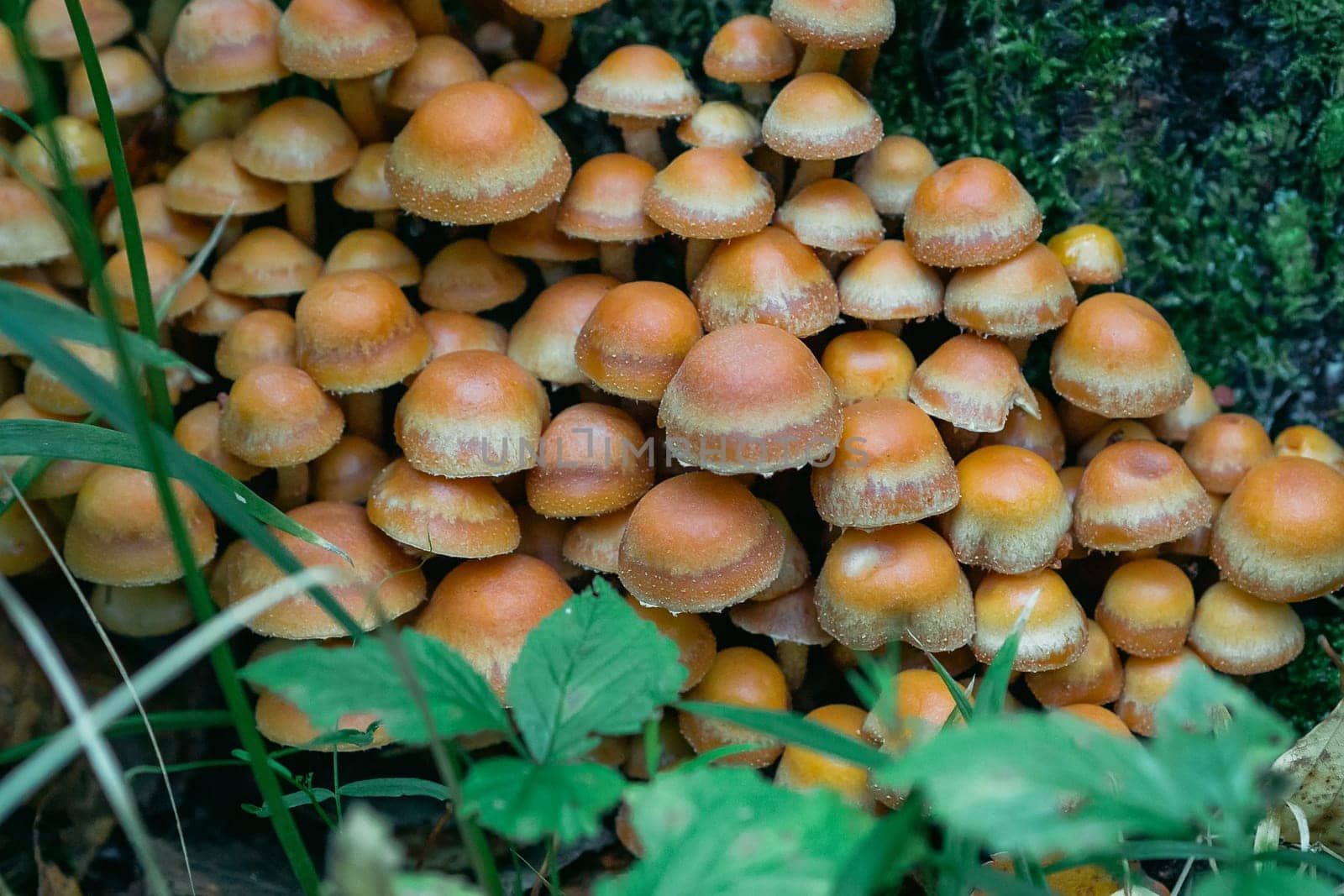 group of honey agaric on a stump among green moss in the forest in autumn. Growing edible mushrooms. Armillaria, mellea close up