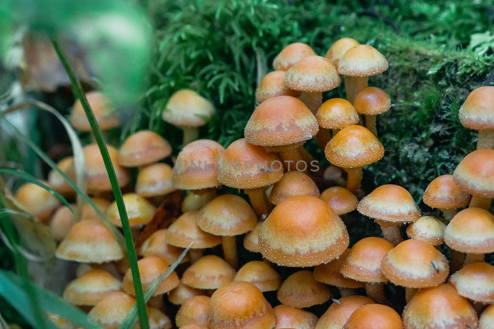 group of honey agaric on a stump among green moss in the forest in autumn. Growing edible mushrooms. Armillaria, mellea close up