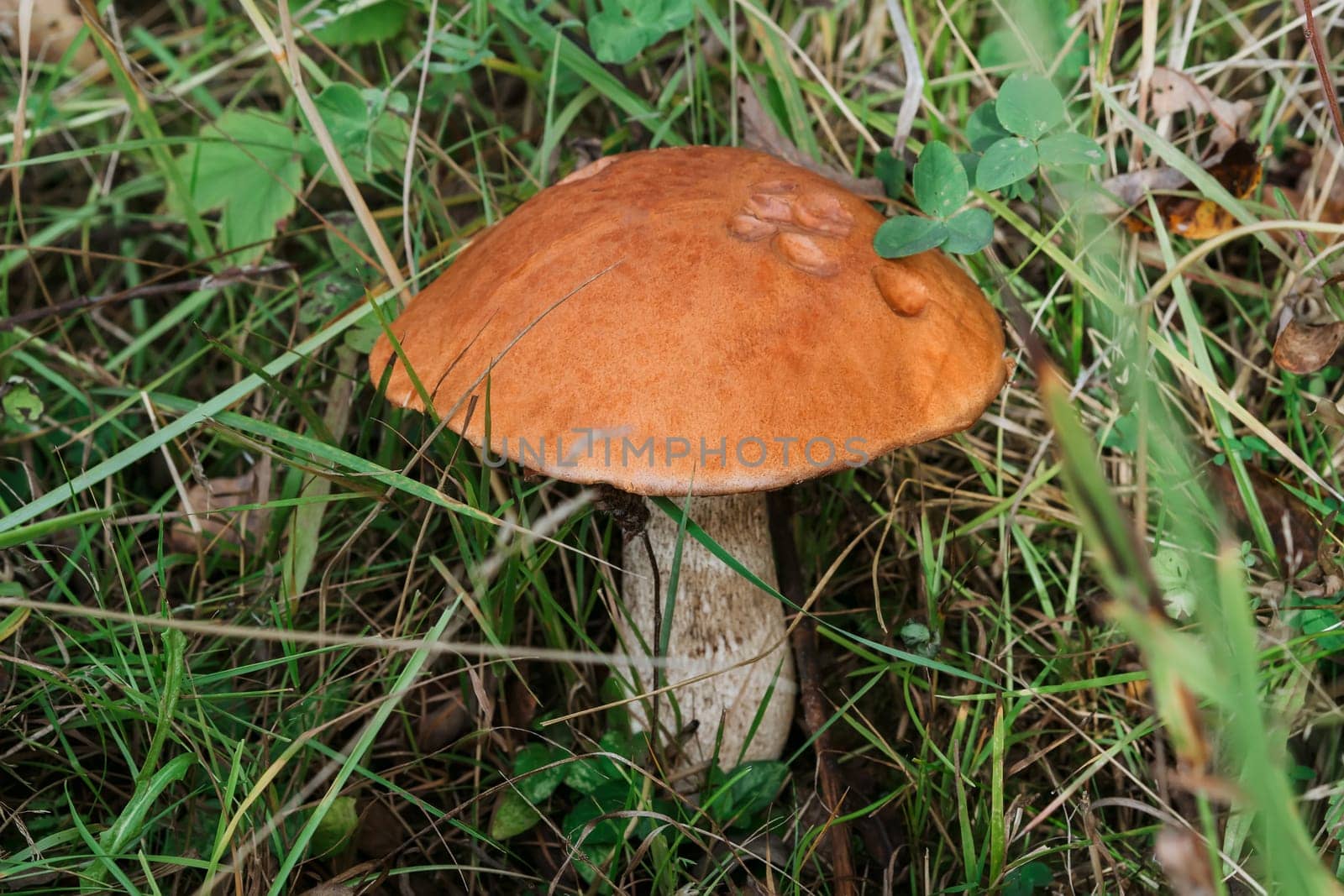 orange-cap boletus with an orange hat in green grass in summer