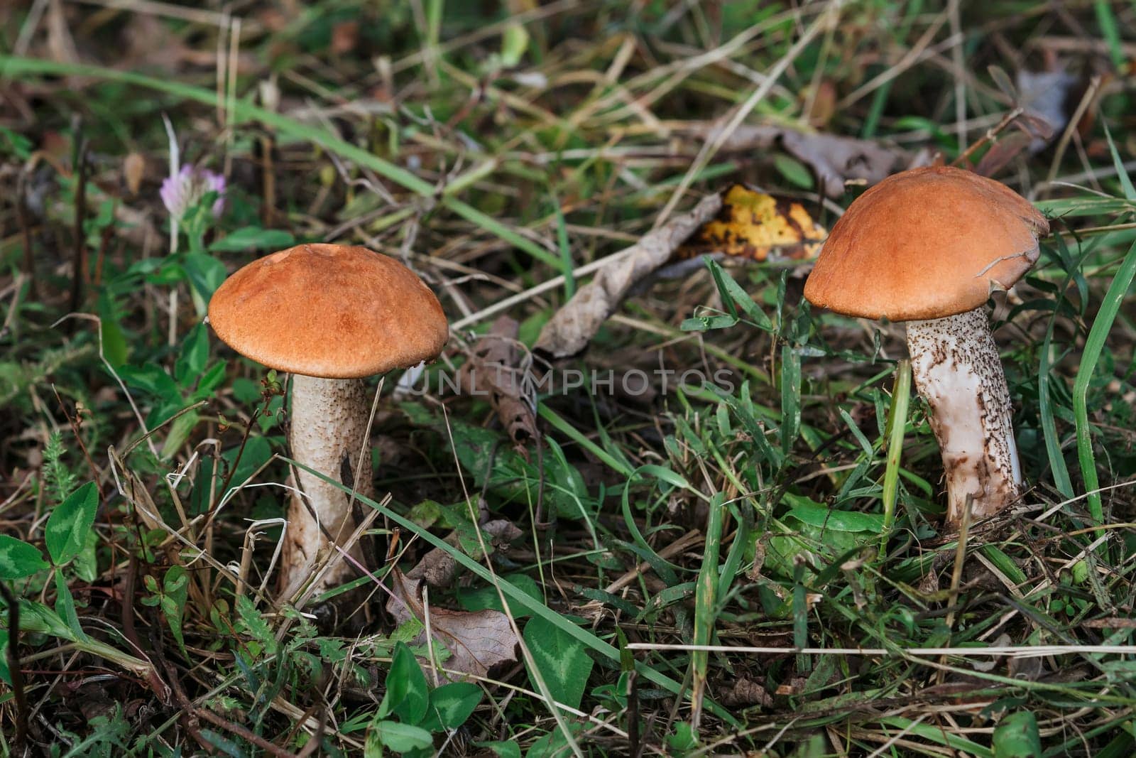 two aspen trees in the grass. Growing edible mushrooms close-up