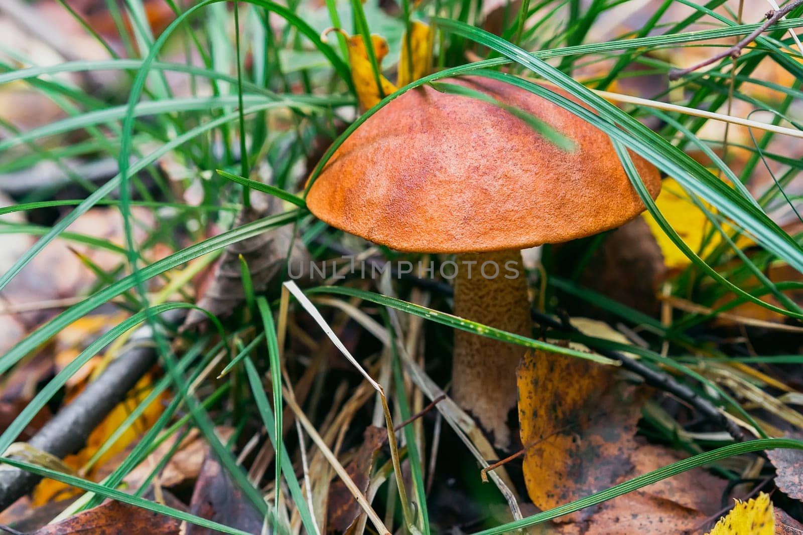 orange aspen in the forest in the leaves and grass in the summer close-up