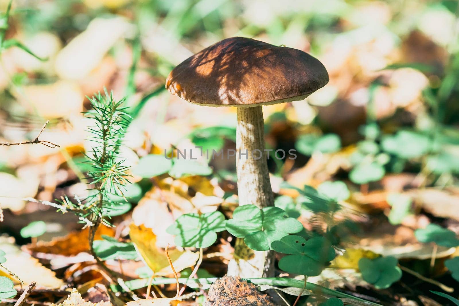 birch mushroom on the field in the summer in the grass and foliage in the sun. Edible mushroom close-up
