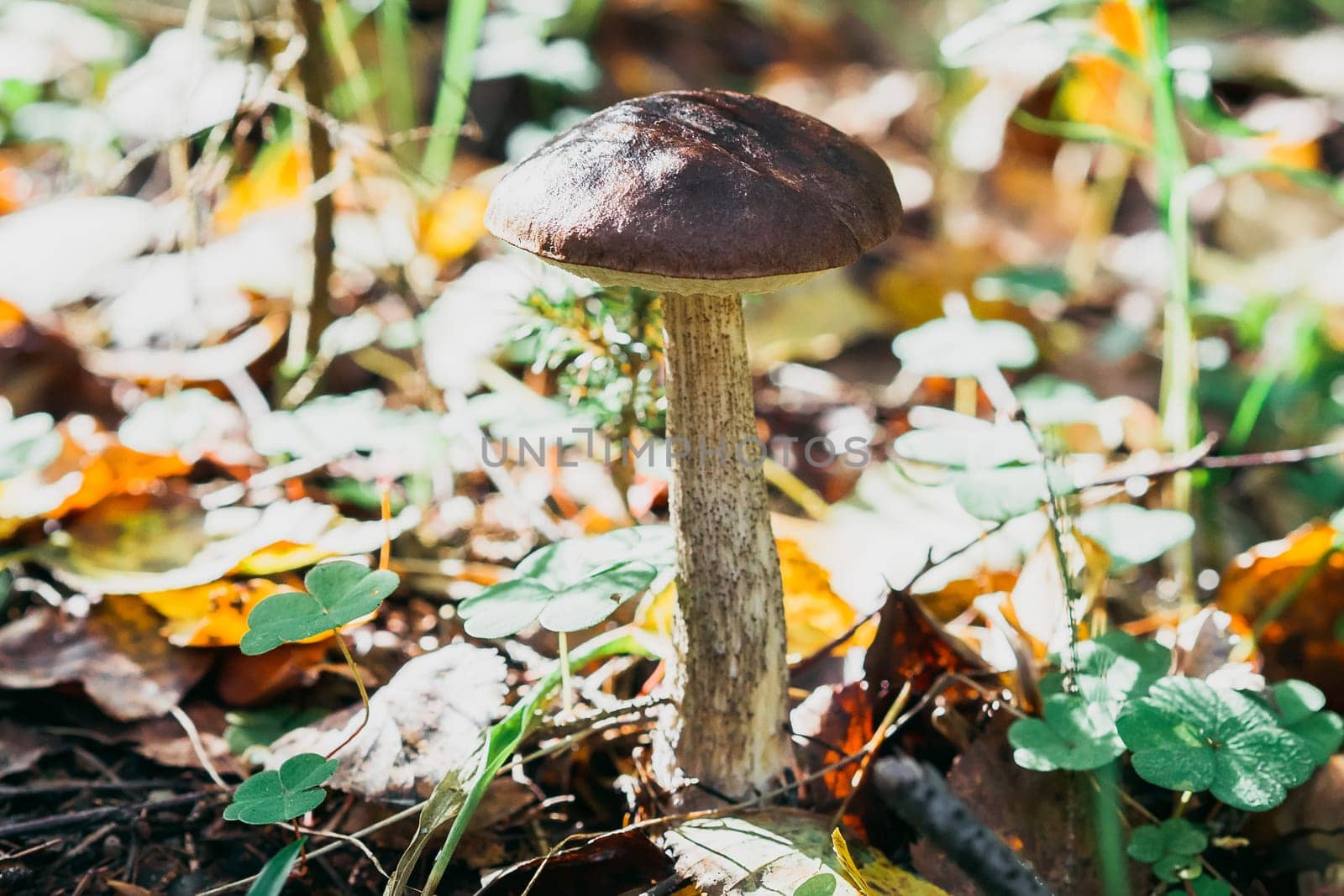 birch mushroom on the field in the summer in the grass and foliage in the sun. Edible mushroom close-up