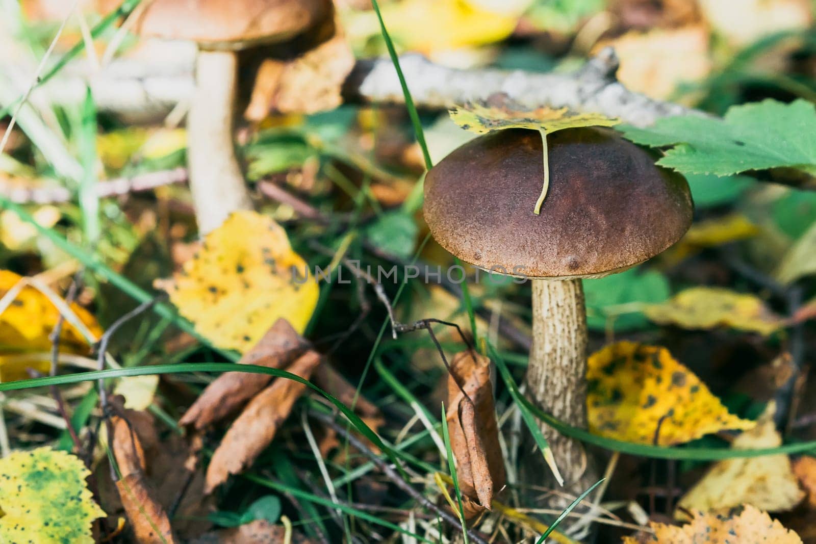 two birch mushroom on the field in summer in the grass and foliage in the sun. Edible mushroom close-up
