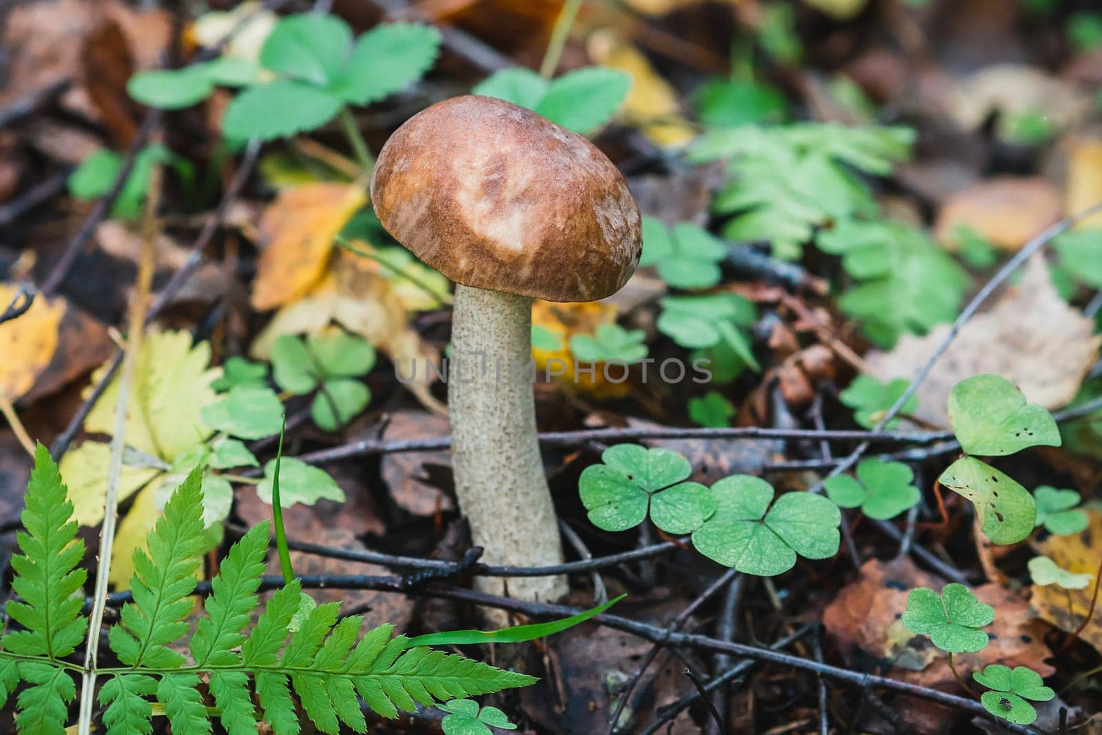 birch mushroom in the forest in the grass and leaves. Edible mushroom with brown hat dietary tasty growing close-up
