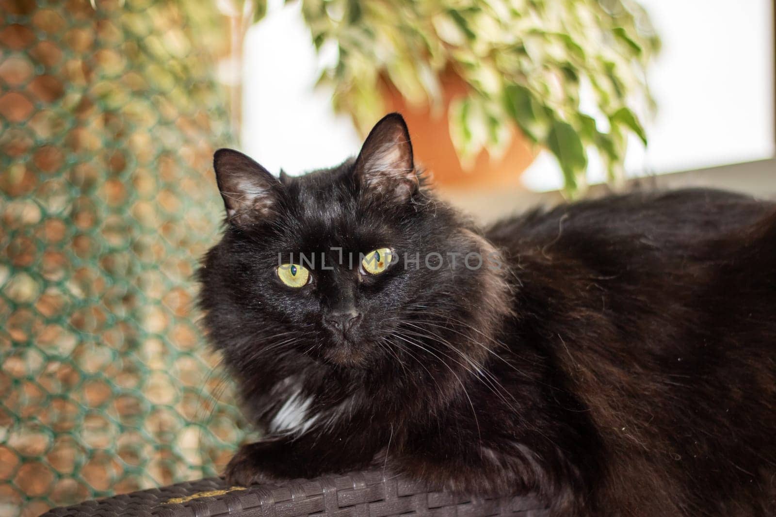 A closeup of a domestic shorthaired cat, a small to mediumsized carnivorous mammal in the Felidae family. It has black and white fur, yellow eyes with narrow pupils, and whiskers on its snout