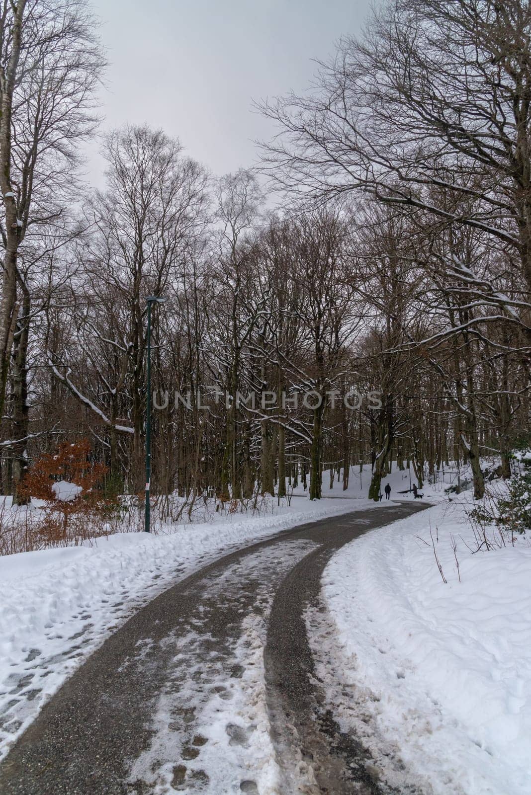 A winding pathway covered with snow meanders through a dense forest in winter, creating a peaceful scene of natural beauty.