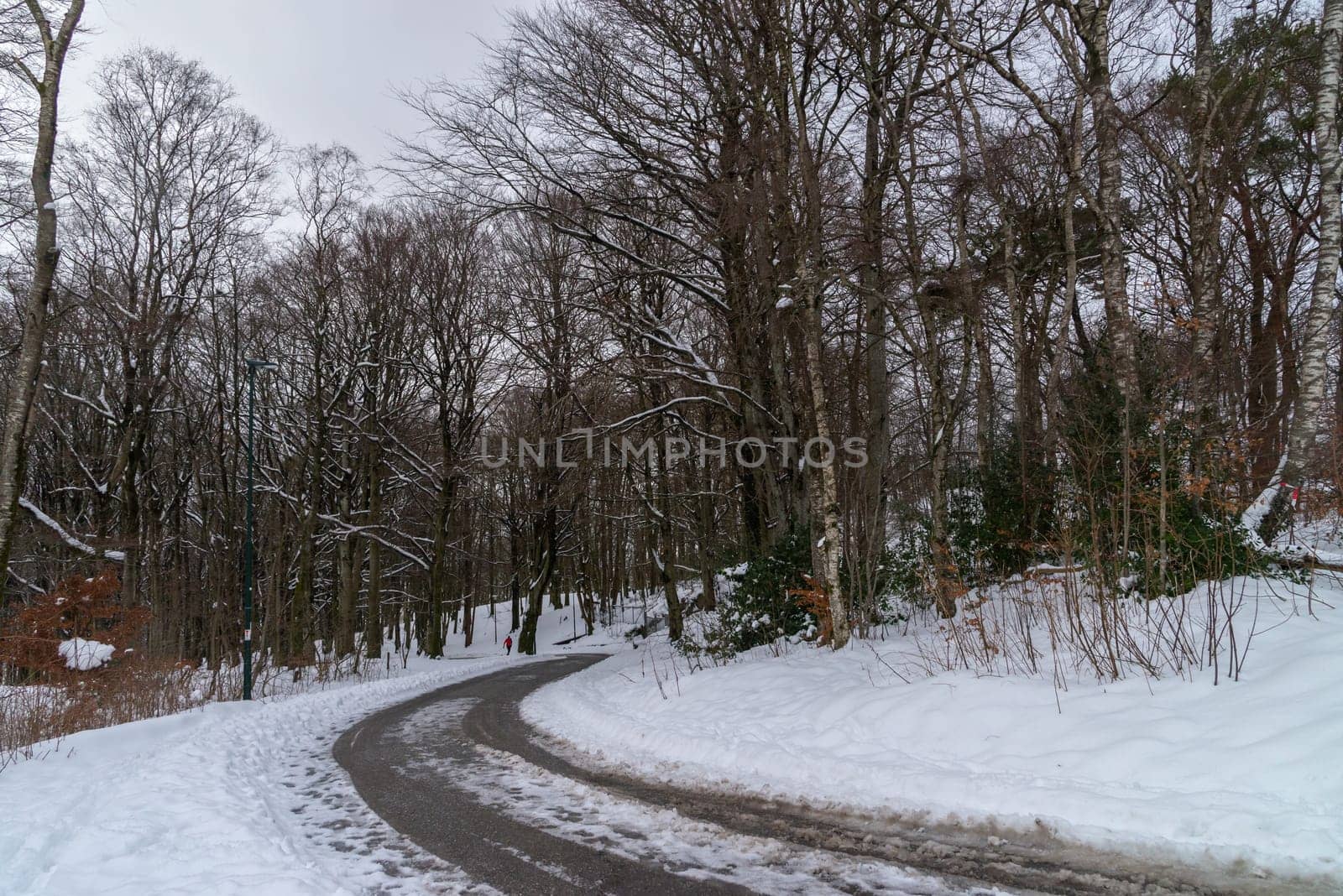 Snow-Covered Path through a Forested Park by JavierdelCanto