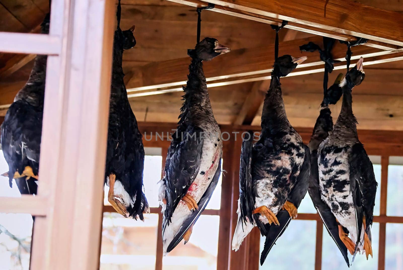 Dead geese hang under the roof of the gazebo, hanging by their necks. Hunter's trophies.