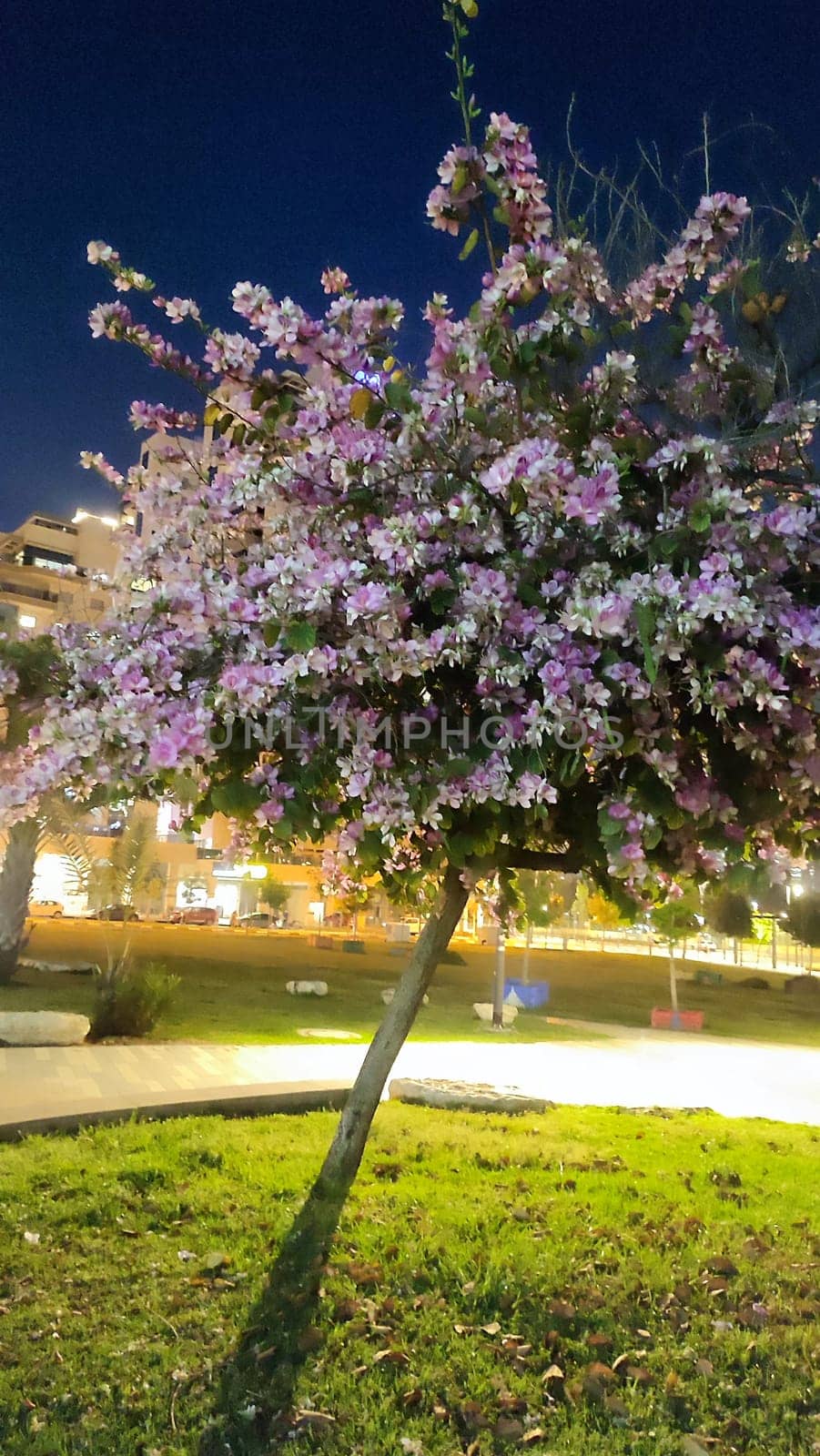 tree blossoms, pink flowers night, nature flora. High quality photo