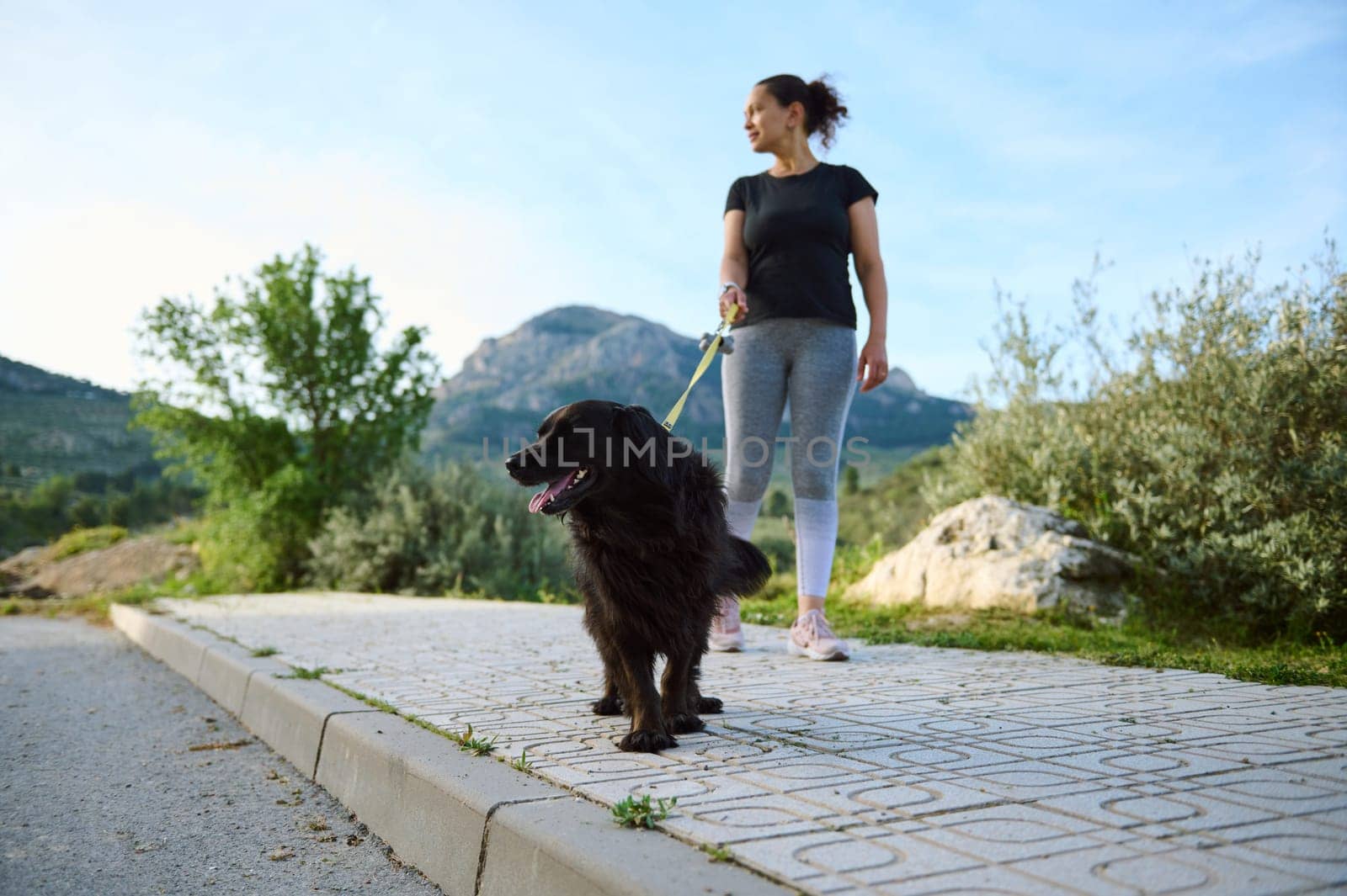 Selective focus on a purebred pedigree black cocker spaniel dog pet being walked on leash outdoors, against mountains nature background. Playing pets. People, nature and animals concept
