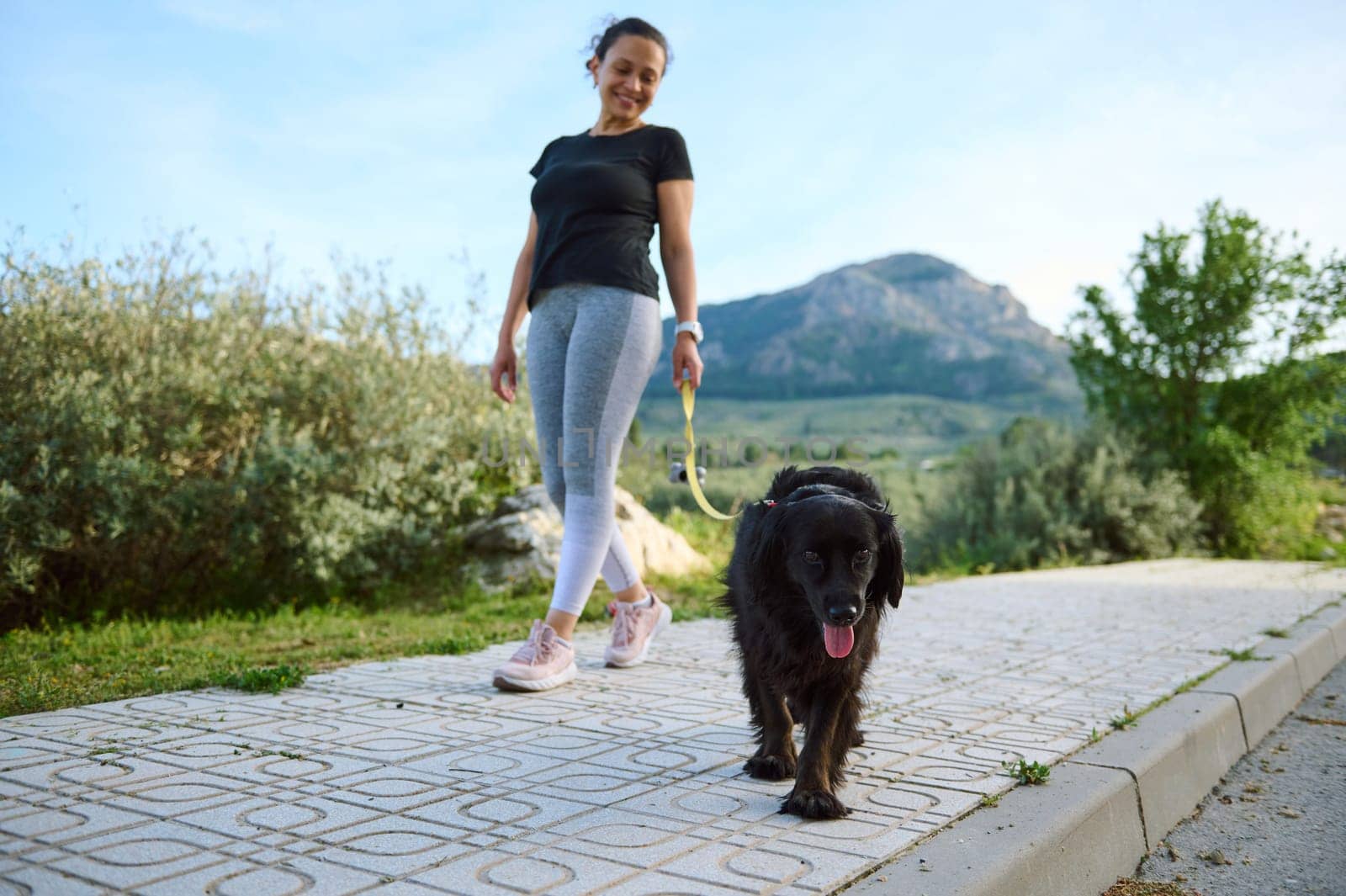 Focus on a purebred pedigree black cocker spaniel dog pet being walked on leash outdoors, against mountains nature background