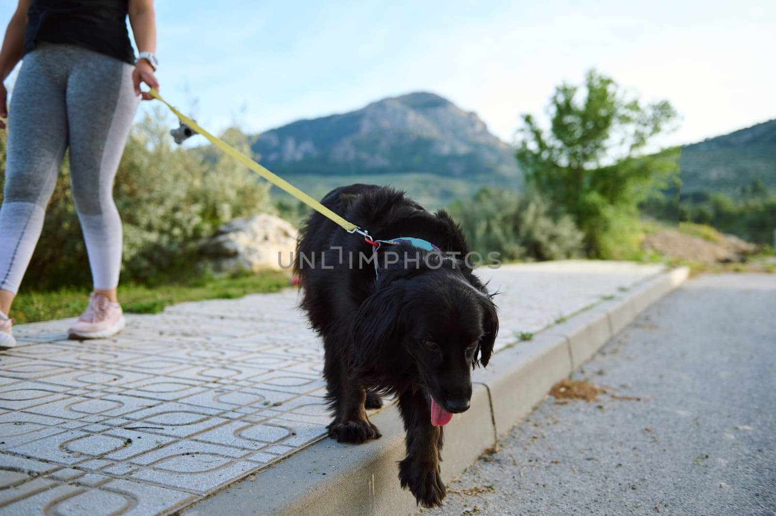 Focus on a beautiful purebred pedigree black cocker spaniel dog pet being walked on leash outdoors, against mountains nature background