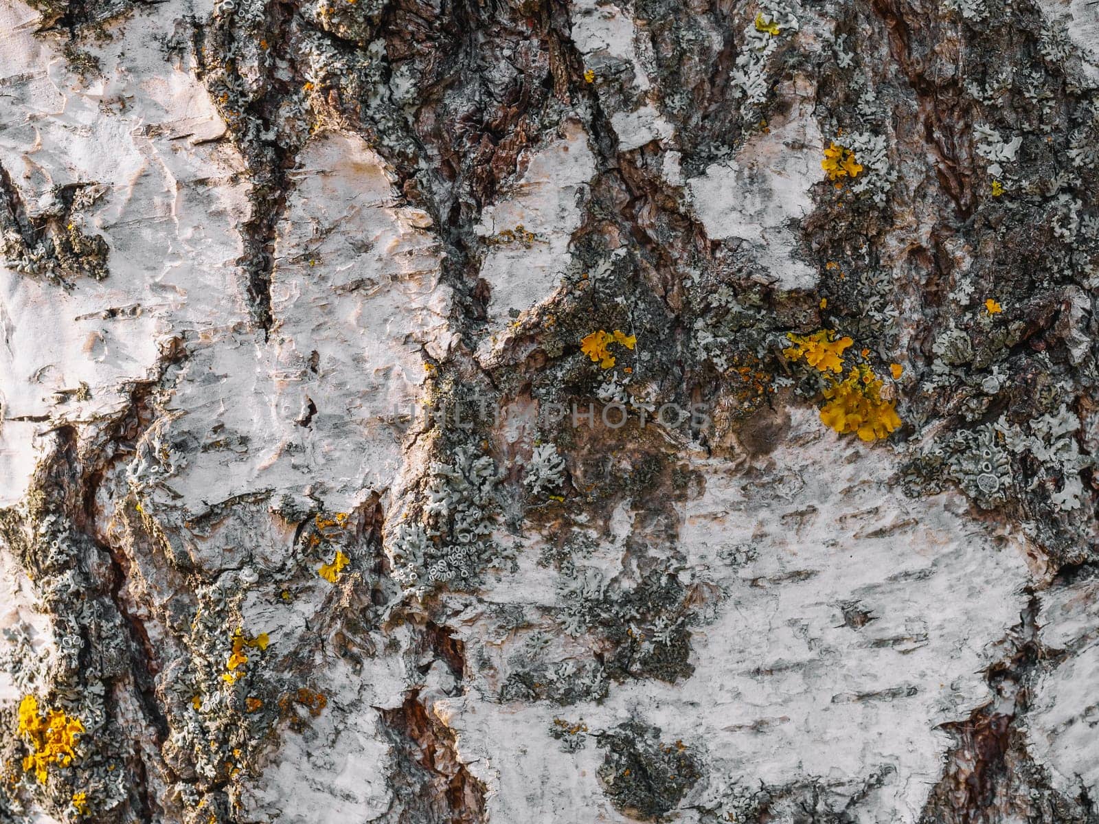 texture of the tree bark of a birch close up