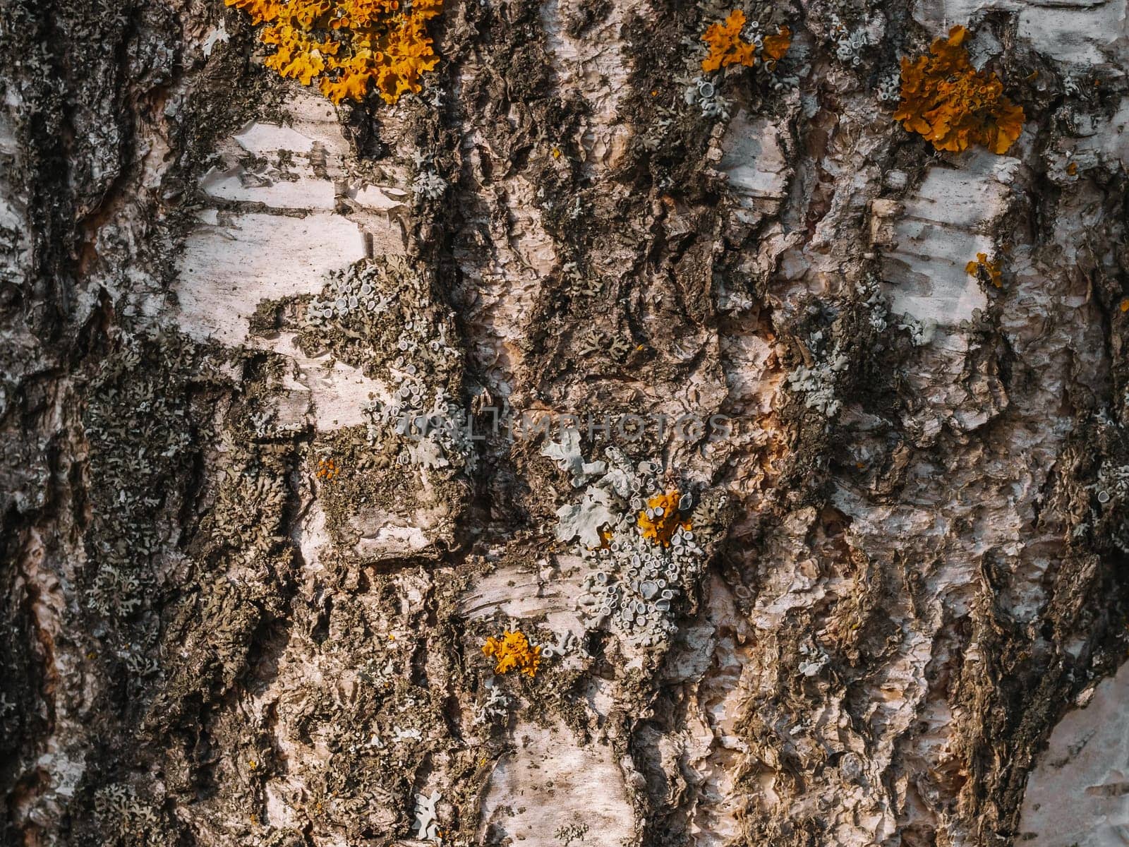 texture of the tree bark of a birch close up
