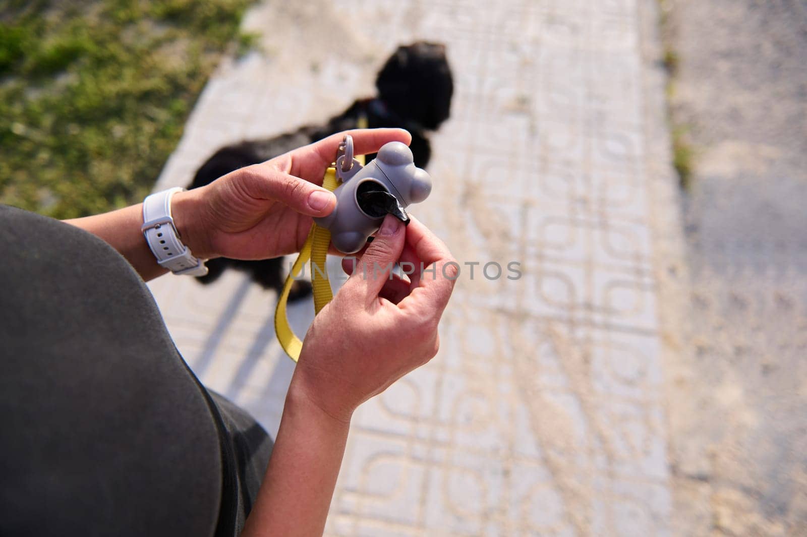 Close-up hands hold gray plastic holder for packet for cleaning pets feces, waste while walking the dog. Unrecognizable woman removing a bag from a plastic holder to pick up pets poops outdoors. by artgf