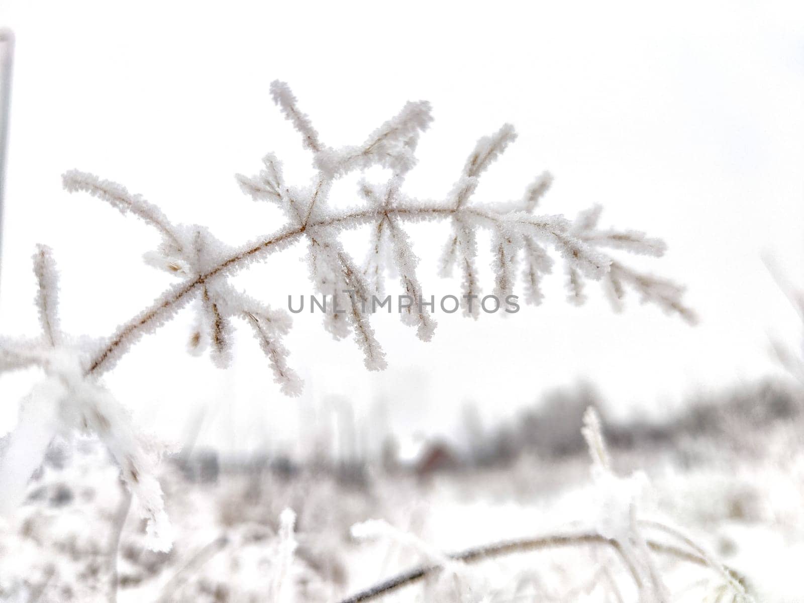 Winter Wonderland With Frost-Covered Grass and Snowy Backdrop. Frost clings to grass on a snowy field by keleny
