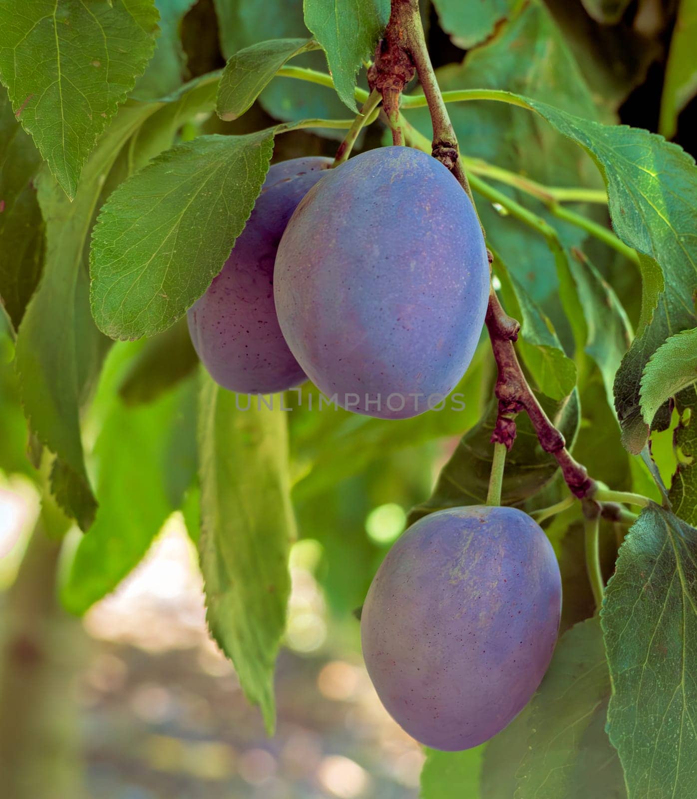 Prune plums on a brench. Ripen blue plums growing among the leaves by Imagenet