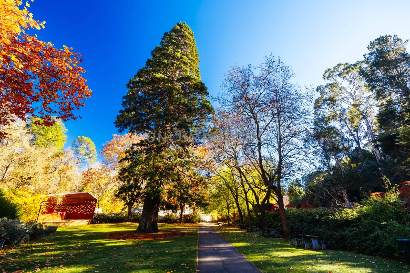 HEPBURN, AUSTRALIA - MAY 12 2024: Landscape around Hepburn Springs Reserve on a cool late autumn morning in Hepburn, Victoria, Australia