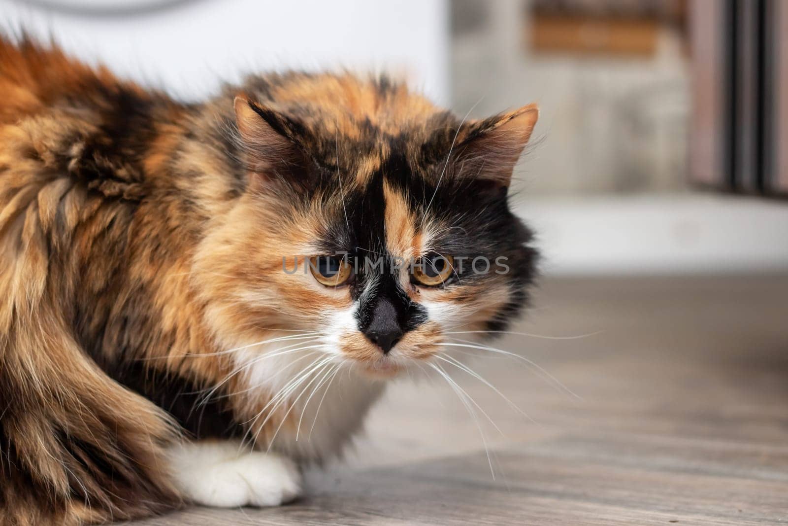 A Felidae carnivore, the mediumsized calico cat with whiskers sits on a wooden floor, gazing up by the window in a graceful pose