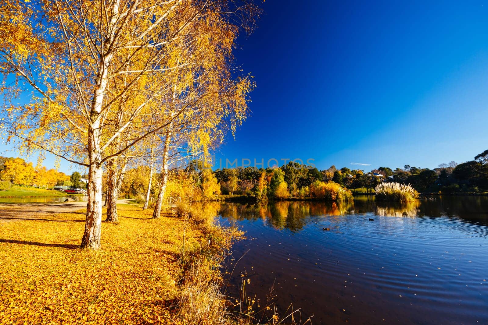 DAYLESFORD, AUSTRALIA - MAY 12 2024: Landscape around Lake Daylesford in a cool late autumn afternoon in Daylesford, Victoria, Australia